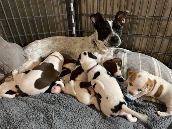 Pupdate from our Mario Kart litter! 🐶🐶

They are almost 5 weeks old and growing like weeds. Momma Princess is still the sweetest girl and loves raising her pups. Keep an eye out for when this family becomes available ❤️❤️❤️

** We typically begin accepting applications for litters when they are 6-7 weeks of age, but puppies will not go home until they are at least 8 weeks of age **

.
.
.
.
.
<a target='_blank' href='https://www.instagram.com/explore/tags/furrytales/'>#furrytales</a> <a target='_blank' href='https://www.instagram.com/explore/tags/mommadog/'>#mommadog</a> <a target='_blank' href='https://www.instagram.com/explore/tags/rescued/'>#rescued</a> <a target='_blank' href='https://www.instagram.com/explore/tags/shelterdog/'>#shelterdog</a> <a target='_blank' href='https://www.instagram.com/explore/tags/saved/'>#saved</a> <a target='_blank' href='https://www.instagram.com/explore/tags/puppies/'>#puppies</a> <a target='_blank' href='https://www.instagram.com/explore/tags/puppiesofinstagram/'>#puppiesofinstagram</a> <a target='_blank' href='https://www.instagram.com/explore/tags/puppiesofinsta/'>#puppiesofinsta</a> <a target='_blank' href='https://www.instagram.com/explore/tags/dogoftheday/'>#dogoftheday</a> <a target='_blank' href='https://www.instagram.com/explore/tags/puppyoftheday/'>#puppyoftheday</a> <a target='_blank' href='https://www.instagram.com/explore/tags/puppylove/'>#puppylove</a> <a target='_blank' href='https://www.instagram.com/explore/tags/puppy/'>#puppy</a> <a target='_blank' href='https://www.instagram.com/explore/tags/puppylife/'>#puppylife</a> <a target='_blank' href='https://www.instagram.com/explore/tags/puppytraining/'>#puppytraining</a> <a target='_blank' href='https://www.instagram.com/explore/tags/puppytongue/'>#puppytongue</a> <a target='_blank' href='https://www.instagram.com/explore/tags/puppygram/'>#puppygram</a> <a target='_blank' href='https://www.instagram.com/explore/tags/puppydog/'>#puppydog</a> <a target='_blank' href='https://www.instagram.com/explore/tags/rescuedpuppy/'>#rescuedpuppy</a> <a target='_blank' href='https://www.instagram.com/explore/tags/rescuedpuppies/'>#rescuedpuppies</a> <a target='_blank' href='https://www.instagram.com/explore/tags/pupper/'>#pupper</a>
