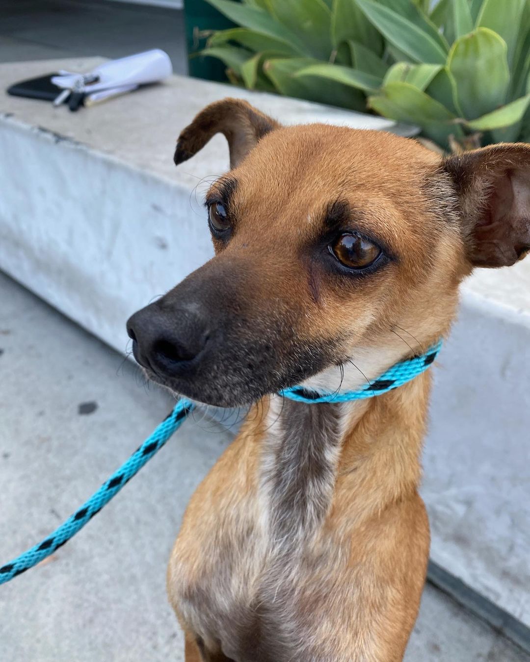 Welcome Marco & Melodie ♥️ these two honeys were surrendered to the @southla_animalshelter by their respective owners. We don’t know why, but they are incredible dogs. We’ll spiff them up & find good people worthy of their love. Promise. <a target='_blank' href='https://www.instagram.com/explore/tags/subarudogs/'>#subarudogs</a> <a target='_blank' href='https://www.instagram.com/explore/tags/adopt/'>#adopt</a> <a target='_blank' href='https://www.instagram.com/explore/tags/rescue/'>#rescue</a> <a target='_blank' href='https://www.instagram.com/explore/tags/shelterdogsofinstagram/'>#shelterdogsofinstagram</a> <a target='_blank' href='https://www.instagram.com/explore/tags/gonetothedogsrescue/'>#gonetothedogsrescue</a> <a target='_blank' href='https://www.instagram.com/explore/tags/subarupacific/'>#subarupacific</a> <a target='_blank' href='https://www.instagram.com/explore/tags/lovepromise/'>#lovepromise</a> <a target='_blank' href='https://www.instagram.com/explore/tags/makeadogsday/'>#makeadogsday</a> <a target='_blank' href='https://www.instagram.com/explore/tags/theunderdogs/'>#theunderdogs</a>