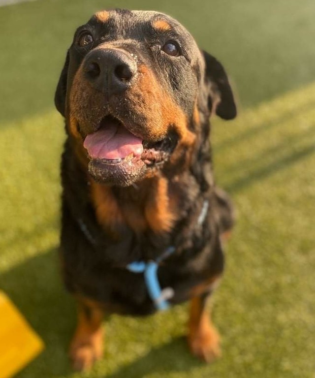 *** Roman *** adult Rottweiler 
Are you looking for a gentle giant to join your family? I’m Roman and I’m just the guy for you! I’m a sweet older man, aged to perfection if I do say so myself. My favorite pastimes are sunbathing, going for walks, and loving on my people. I’m great on a leash, and if I hear a loud noise on our walk I’ll stop in my tracks to investigate. All I need is a pat on the head and reassuring tone and I’ll get right back to our walk. As a true gentleman, I’m house trained, low energy, and don’t shred my blankets or bed. I’m also good with other dogs and the little humans you call kids. I’m not afraid to put my head on your lap to show how much I love you - and of course get some head scratches too. So what do you say, are you ready to be showered with my love and affection?

Apply for Roman today www.thebigmuttnetwork.org
 <a target='_blank' href='https://www.instagram.com/explore/tags/hotdog/'>#hotdog</a> <a target='_blank' href='https://www.instagram.com/explore/tags/pawpatrol/'>#pawpatrol</a> <a target='_blank' href='https://www.instagram.com/explore/tags/WhoDat/'>#WhoDat</a> <a target='_blank' href='https://www.instagram.com/explore/tags/adoptdontshop/'>#adoptdontshop</a> <a target='_blank' href='https://www.instagram.com/explore/tags/rottweiler/'>#rottweiler</a> <a target='_blank' href='https://www.instagram.com/explore/tags/rescuedogsofinstagram/'>#rescuedogsofinstagram</a>