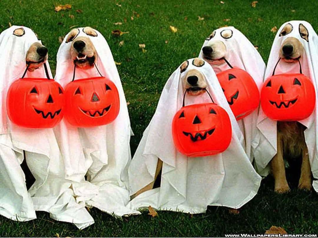 Happy Halloween!