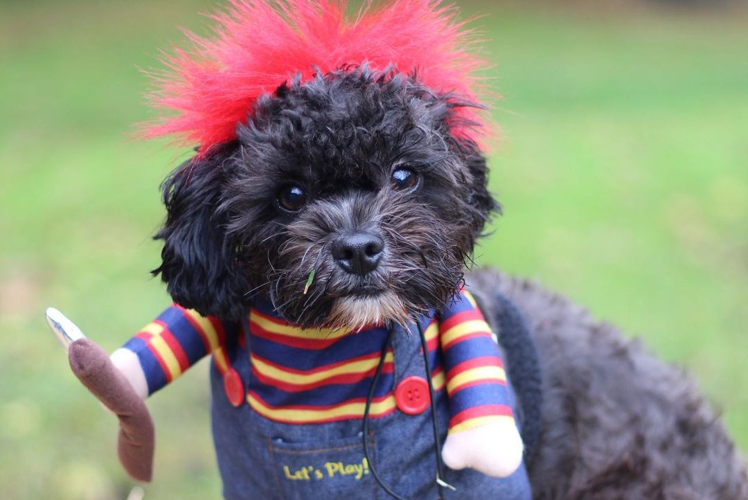 We want to thank everyone that came out to participate at our 1st annual Howl-O-Ween Wooftacular 2021 event! Without you all, HSHC wouldn’t be what it is today. We as a community should be beyond proud! 

It was awesome seeing some of our alum! Everyone was so kind, the vendors were awesome, had amazing food, it was a great event. Hopefully next year we can gather even more folks in the community to come join the festivities. 

Congratulations to Shae for winning both the pumpkin pie eating contest and the ghost poop hunt, Heidi for winning 1st place in our costume contest as “the big bad wolf”, and Embo for winning runner up in the costume contest as “Rambo”! 

Big thank you to The Lunchbox Food Truck, Drifter Doughnuts, Mountain Hound Pet Waste Removal, and Pawsitively Delish WV for joining us! As well as the juniorettes from Bridgeport Middle and the Junior Humane Society club from Robert C. Byrd for helping make the event go so smoothly. You all are sweet as pumpkin pie!
<a target='_blank' href='https://www.instagram.com/explore/tags/hshcwv/'>#hshcwv</a>