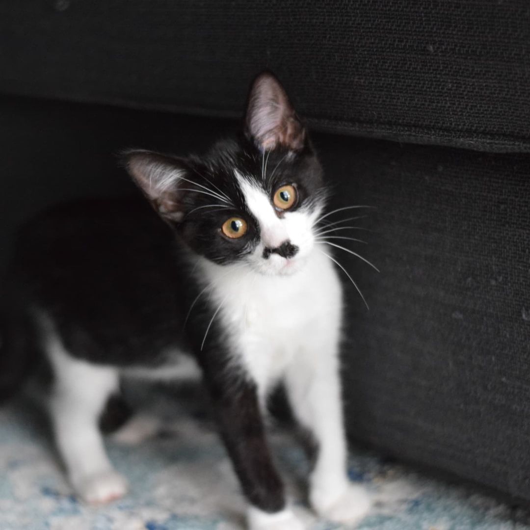 Hey. I love you. My name is Lentil and I love everyone and everything. I'm a 13-week-old gray female tabby in search of a forever home. Got other people in your house? Great, I love them. Got other cats? Love 'em. Got dogs? I love those too. I'm just super social and loving regardless of anything. My absolute best friend in the whole wide world is my tuxedo foster sister Mable. She also loves everyone and everything in the whole wide world just like I do. Even with other cats and kittens in our foster home, we always stick together to wrestle and cuddle, we make the best of friends! I promise if you just come meet us, you'll absolutely fall in love with us. We've ready fallen in love with you! Adoption fee: $125. Adopt a pair: $200. Fee includes testing, deworming, vaccinations, spay/neuter, microchip and 30 days of free pet insurance.
Apply at https://form.jotform.us/72344550240144

<a target='_blank' href='https://www.instagram.com/explore/tags/Rescue/'>#Rescue</a> <a target='_blank' href='https://www.instagram.com/explore/tags/catstagram/'>#catstagram</a> <a target='_blank' href='https://www.instagram.com/explore/tags/kitten/'>#kitten</a> <a target='_blank' href='https://www.instagram.com/explore/tags/graytabby/'>#graytabby</a>