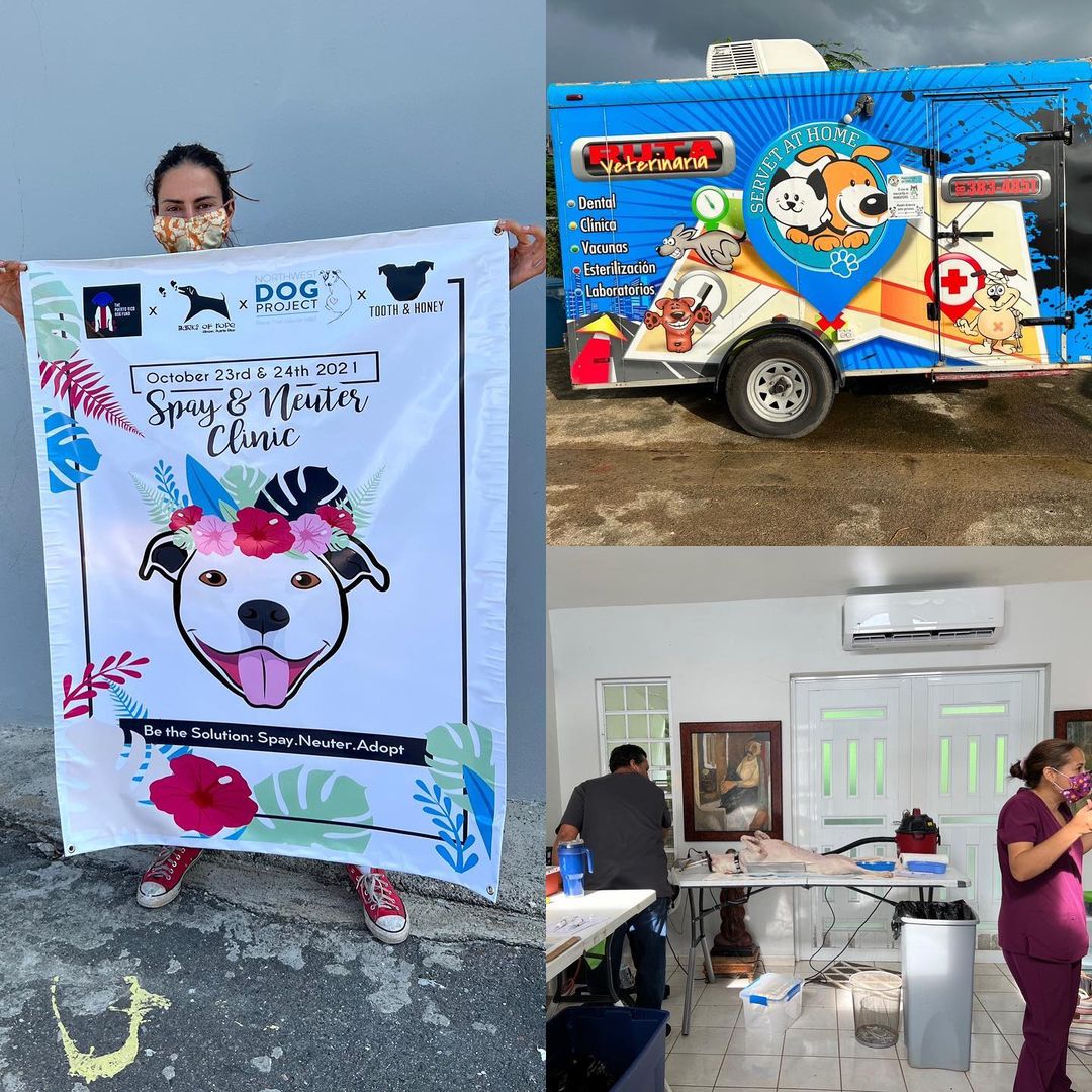 Last weekend we did a thing, a big thing!!! We sponsored a <a target='_blank' href='https://www.instagram.com/explore/tags/spayandneueter/'>#spayandneueter</a> with our friend @toothandhoney, that was hosted by the AMAZING women who run @thepuertoricodogfund. Together we got 64 dogs and cats fixed, 46 being females which is huge!!! This 2 day clinic helped prevent soooooooo many “unwanted” puppies and kittens that would have likely ended up neglected and on the street, eventually creating even more “unwanted” dogs and cats. Spay & neuter is the only way to address the core of the issue, and we are so grateful to be teaming up with such awesome humans to make it happen. 

A huge thank you to co-sponsor @toothandhoney for joining forces and making it possible for this to be a 2 day clinic, to the kick ass humans behind @thepuertoricodogfund who brought this all to life, and busted their butts on the ground out in PR making it all happen, and we’d also like to give a shout out to our long time supporter @siriusorbit for contributing $500 to another one of our clinics. Team work really and truly makes the dream work, and shoot-dang, we got ourselves one pretty incredible one! 🙏🏼😎 

We will be co-hosting another clinic in Mexico next month, and with your support will be able to keep up this momentum! For $5 Friday please consider donating a few bucks towards our spay & neuter fund, or if you have a business that would be interested in a partial sponsorship please contact us at info@northwestdogproject.org with “spay & neuter” in the subject line. ♥️ 

Venmo: nwdpOR 
PayPal: donations@northwestdogproject.org
Patreon: link in bio