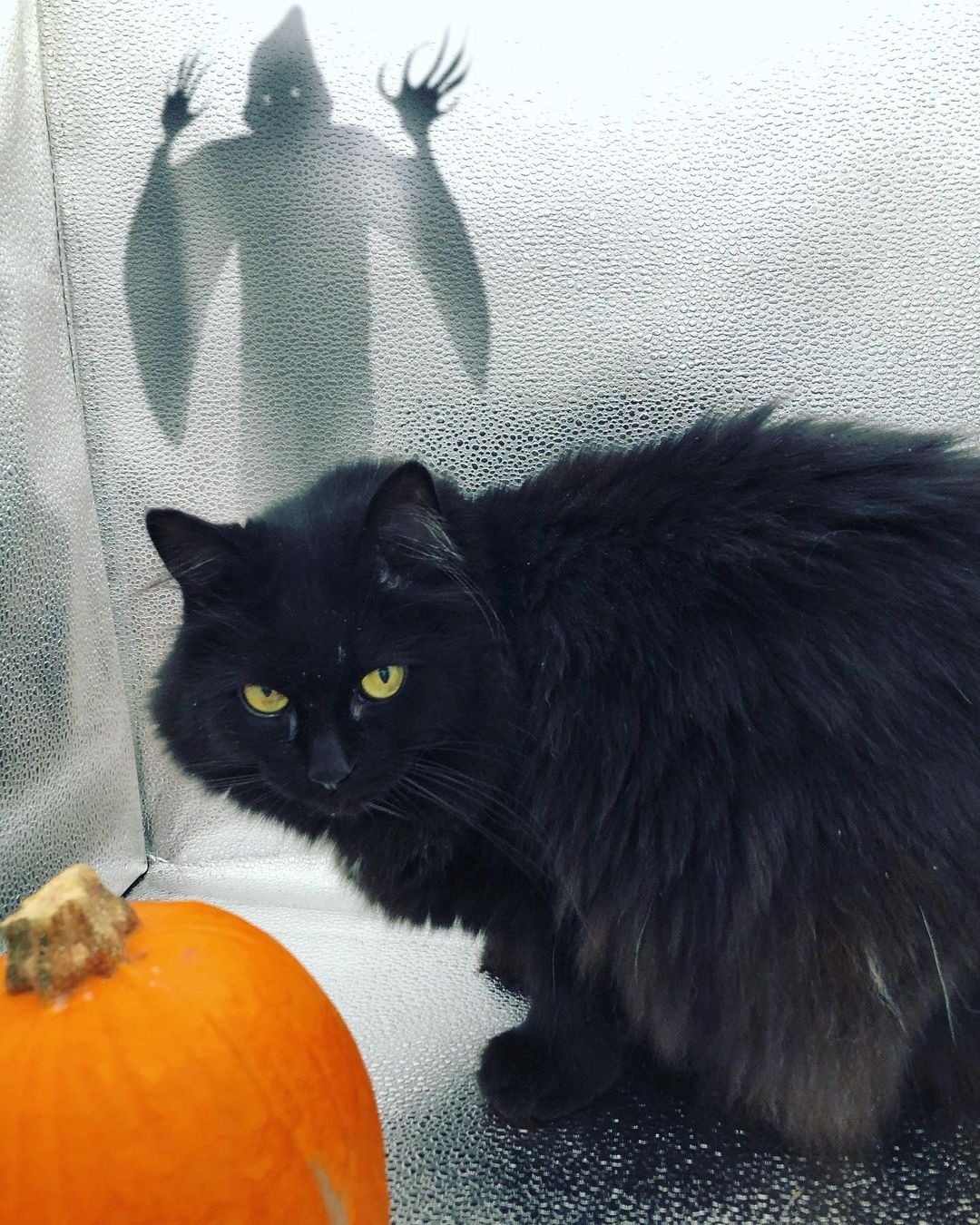 In honor of Halloween here is our Wayward adoptable goblin Echo !!
If you are looking for an independent lady cat as your sometimes companion sometimes goblin look no further thank Echo! 
She is a cat that knows her own mind. She enjoys cuddles and pets until she decides she's done- then she lets you know 
Happy Halloween from Echo and the WRAS team ! 👻