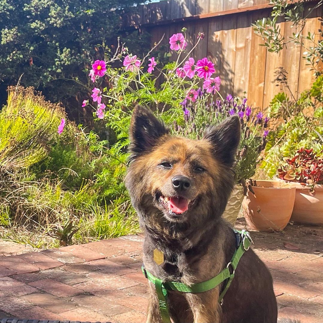 Bon Bon, now Fern, has found her forever home! 💕

“Hi Melody! Here are some pictures of my little Fern dog. She's making friends with the cats and generally doing great.  She even went to our block party last weekend and was the star of the show :) I'm excited for her fur to grow back so he can be her fluffy self again.  In the meantime, she gets tons of compliments on her lion haircut.  She loves exploring the neighborhood with me on our walks.  We're both getting in great shape, and enjoying coming back and snuggling and having bones after the walk.  Well, she enjoys the bones anyway. Thanks for everything!”