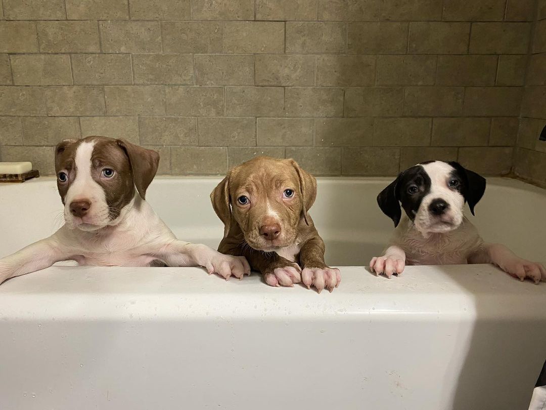 Splish splash they were taking a 🛁Look at these cuties…. We’ll prior to the bath a little stinky 😂🤣😂 puppies are messy and fun! Come meet these sweet babies at @moksabrewing tomorrow from 5-8pm. 

<a target='_blank' href='https://www.instagram.com/explore/tags/petadoption/'>#petadoption</a> <a target='_blank' href='https://www.instagram.com/explore/tags/adoptdontshop/'>#adoptdontshop</a> <a target='_blank' href='https://www.instagram.com/explore/tags/dogsofinstagram/'>#dogsofinstagram</a> <a target='_blank' href='https://www.instagram.com/explore/tags/adoption/'>#adoption</a> <a target='_blank' href='https://www.instagram.com/explore/tags/rescuedog/'>#rescuedog</a> <a target='_blank' href='https://www.instagram.com/explore/tags/dogrescue/'>#dogrescue</a> <a target='_blank' href='https://www.instagram.com/explore/tags/petsofinstagram/'>#petsofinstagram</a> <a target='_blank' href='https://www.instagram.com/explore/tags/dogs/'>#dogs</a> <a target='_blank' href='https://www.instagram.com/explore/tags/dog/'>#dog</a> <a target='_blank' href='https://www.instagram.com/explore/tags/adopt/'>#adopt</a> <a target='_blank' href='https://www.instagram.com/explore/tags/adoptables/'>#adoptables</a> <a target='_blank' href='https://www.instagram.com/explore/tags/adoptapet/'>#adoptapet</a> <a target='_blank' href='https://www.instagram.com/explore/tags/pet/'>#pet</a> <a target='_blank' href='https://www.instagram.com/explore/tags/petadoptions/'>#petadoptions</a>  <a target='_blank' href='https://www.instagram.com/explore/tags/rescue/'>#rescue</a> <a target='_blank' href='https://www.instagram.com/explore/tags/rescuedogsarethebestdogs/'>#rescuedogsarethebestdogs</a> <a target='_blank' href='https://www.instagram.com/explore/tags/rescuedogsarebest/'>#rescuedogsarebest</a> <a target='_blank' href='https://www.instagram.com/explore/tags/dogrescuesacramento/'>#dogrescuesacramento</a> <a target='_blank' href='https://www.instagram.com/explore/tags/rescueddogsarethegreatest/'>#rescueddogsarethegreatest</a> <a target='_blank' href='https://www.instagram.com/explore/tags/animalrescue/'>#animalrescue</a> <a target='_blank' href='https://www.instagram.com/explore/tags/rescueme/'>#rescueme</a> <a target='_blank' href='https://www.instagram.com/explore/tags/adoptadoggie/'>#adoptadoggie</a> <a target='_blank' href='https://www.instagram.com/explore/tags/petlovers/'>#petlovers</a> <a target='_blank' href='https://www.instagram.com/explore/tags/pets/'>#pets</a> <a target='_blank' href='https://www.instagram.com/explore/tags/animals/'>#animals</a> <a target='_blank' href='https://www.instagram.com/explore/tags/love/'>#love</a> <a target='_blank' href='https://www.instagram.com/explore/tags/fostersandpaws/'>#fostersandpaws</a> <a target='_blank' href='https://www.instagram.com/explore/tags/fosterssavelives/'>#fosterssavelives</a> <a target='_blank' href='https://www.instagram.com/explore/tags/moksabrewing/'>#moksabrewing</a> <a target='_blank' href='https://www.instagram.com/explore/tags/dogsofmoksa/'>#dogsofmoksa</a>