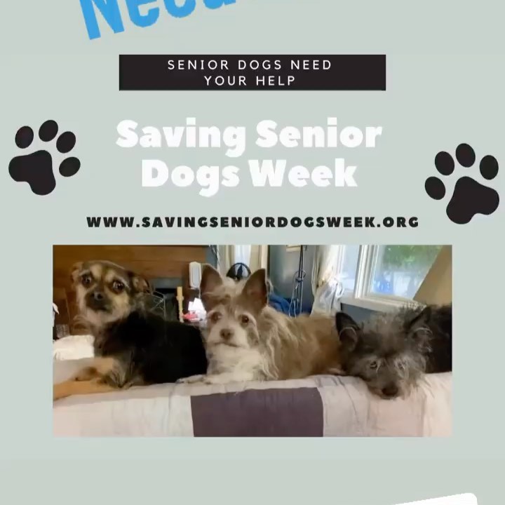 Donate!  https://www.savingseniordogsweek.org