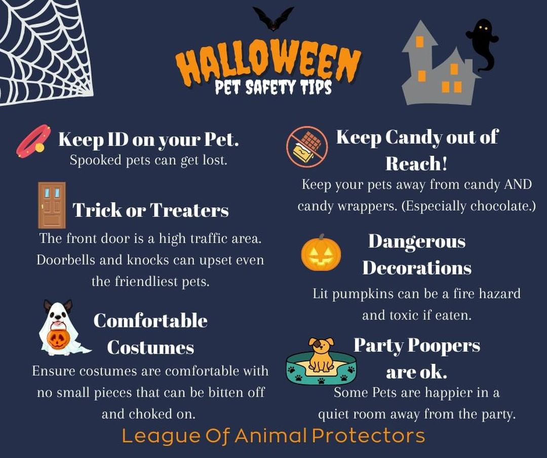 🎃 Here are some helpful tips and reminders to keep your pet safe during the festivities. And remember to keep a careful eye on your little furry loved ones. There are always opportunities for mischief to be had. 👀🐱
.
🚫 Keep pets away from sweets and candy (especially chocolate).
.
🍬 If you live in a neighborhood that may get trick-or-treaters, or plan to have people over, be careful when opening your door, so your pets do not escape.
.
📇 Make sure your pets are wearing a collar with an identification tag and correct phone number or have a microchip ,so they can be easily found if they do sneak out.
.
🐈‍⬛ Be aware that unfortunately, some pets are subject to pranksters, particularly black cats. Please keep your pets indoors whenever possible during this time.
.
🎉 Remember that decorations and strings of lights can be hazardous to your pet. Try to keep cords hidden and streamers or confetti out of reach. 
.
🎭 Be mindful that your pet's Halloween costumes are not too tight or uncomfortable for your pets. 
.
🥰 We hope this helps keep your furry friends out of trouble this Halloween! 
<a target='_blank' href='https://www.instagram.com/explore/tags/LAPdog/'>#LAPdog</a> <a target='_blank' href='https://www.instagram.com/explore/tags/LAPcat/'>#LAPcat</a> <a target='_blank' href='https://www.instagram.com/explore/tags/Halloweenpettips/'>#Halloweenpettips</a> <a target='_blank' href='https://www.instagram.com/explore/tags/HappyHalloween/'>#HappyHalloween</a>