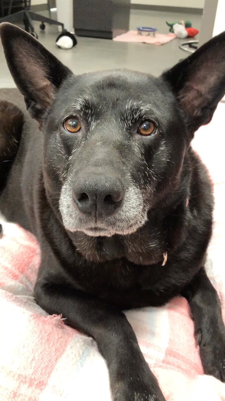 “Missy” is hard at work as office supervisor today.  Ok…we admit she sleeps on the job a little (but not because she needs beauty sleep as she can’t possibly get any cuter)! This big snuggle-bug is waiting for her forever home and hopes you may be the one! 

Missy arrived at the shelter as a stray. We estimate she is approximately 7 years old (Labrador/Shepherd mix). Missy was in desperate need of a healthy diet and exercise as she didn't have much stamina. Well, that has changed! Missy is now healthy, happy, active, and ready to meet her new family! 

Shortly after arriving, Missy was placed in foster care where she has enjoyed hikes, long walks, car rides, cuddles, and lots of love - exactly what she needed! Missy is looking to continue her perfectly balanced life of snuggling up on the couch and exploring the great outdoors. 

Missy loves people and would do best in a home with children 10+ (she’s a big girl at 89 lbs.) and prefers a calm environment.  She will need a home with no dogs and no cats…she wants to be the only queen in her castle! 

Do you have a spot on the couch and in your heart for Missy? 

‼️‼️Due to limited staffing, we are not able to respond to comments/questions via social media postings.  We kindly ask, if you have questions regarding Missy, PLEASE EMAIL:

adoption@popememorialcvhs.org 

🐾🐾How To Adopt a Pet🐾🐾

The process begins with the submission of an adoption application, which can be found by clicking the link below:

https://popememorialcvhs.org/adoption-application

🐾We are now offering walk-in hours. We cannot guarantee what adoptable pets may still be available during such hours. 

🐾Current Hours of Operation are as follows:
- Sunday thru Thursday -By Appointment Only
- Friday & Saturday Walk-In hours 12pm-4pm*

*Walk-in hours are on a first come, first served basis, for approved applicants. We are not scheduling any appointments on walk-in days.
<a target='_blank' href='https://www.instagram.com/explore/tags/popememorialcvhs/'>#popememorialcvhs</a> <a target='_blank' href='https://www.instagram.com/explore/tags/adoptdontshop/'>#adoptdontshop</a>🐾 <a target='_blank' href='https://www.instagram.com/explore/tags/animalshelter/'>#animalshelter</a> <a target='_blank' href='https://www.instagram.com/explore/tags/dogsofinstagram/'>#dogsofinstagram</a>