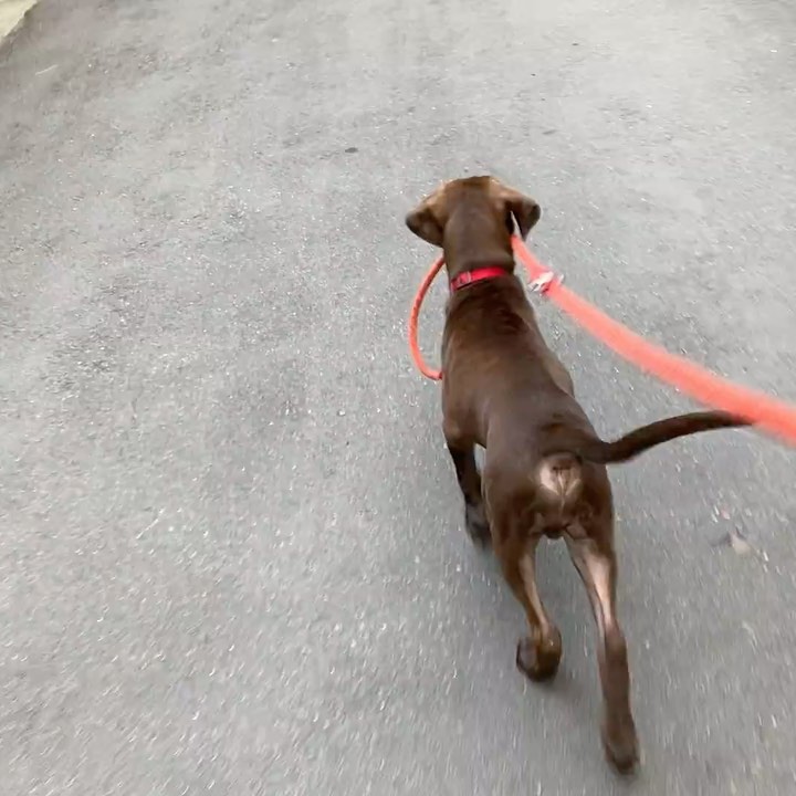 *******. 🏡 ADOPTED! *******

Meet Jumbo! (<a target='_blank' href='https://www.instagram.com/explore/tags/adoptable/'>#adoptable</a> in NY)
.
Quick Facts:
~4 months old
Male
27 lbs
Weimaraner-FMD Mix
✔️Good with other dogs
✔️Good with people and kids
✔️Good with cats
✔️Good in cars
✔️Housebroken
✔️Vaccinated and neutered 
✔️Microchipped
.
Jumbo was a stray puppy in Taiwan, wondering about a cement factory with his stray mama dog, Lady, and his two brothers. Lady and the puppies were in poor condition and malnourished in the life of a stray. Luckily, our Taiwan rescue partners took them in and placed them in loving foster homes. 
.
Jumbo is a smart, calm, and sweet puppy. He learns very quickly and adjusts to new environments easily. Jumbo is good with strangers, kids, dogs, and even cats. Jumbo is potty and crate trained. His favorite pass time is hanging out with other dogs at the park! 
.
If Jumbo sounds like the right pup for you, apply at 👉🏻 harasf.org/application
.
<a target='_blank' href='https://www.instagram.com/explore/tags/rescue/'>#rescue</a> <a target='_blank' href='https://www.instagram.com/explore/tags/rescuedog/'>#rescuedog</a> <a target='_blank' href='https://www.instagram.com/explore/tags/adoptme/'>#adoptme</a> <a target='_blank' href='https://www.instagram.com/explore/tags/adoptable/'>#adoptable</a> <a target='_blank' href='https://www.instagram.com/explore/tags/adopt/'>#adopt</a> <a target='_blank' href='https://www.instagram.com/explore/tags/adoptabledog/'>#adoptabledog</a> <a target='_blank' href='https://www.instagram.com/explore/tags/newyork/'>#newyork</a> <a target='_blank' href='https://www.instagram.com/explore/tags/nyc/'>#nyc</a> <a target='_blank' href='https://www.instagram.com/explore/tags/adoptabledogsinnyc/'>#adoptabledogsinnyc</a> <a target='_blank' href='https://www.instagram.com/explore/tags/FMD/'>#FMD</a> <a target='_blank' href='https://www.instagram.com/explore/tags/taiwandog/'>#taiwandog</a> <a target='_blank' href='https://www.instagram.com/explore/tags/formosanmountaindog/'>#formosanmountaindog</a> <a target='_blank' href='https://www.instagram.com/explore/tags/weimaraner/'>#weimaraner</a>