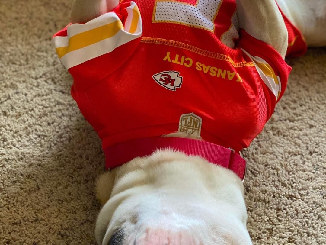 Franklin says… Happy Halloween… And go Chiefs!!!

Franklin is available for adoption through Lucky canine he is an amazing, sweet American  Bulldog Who is looking for his forever home…