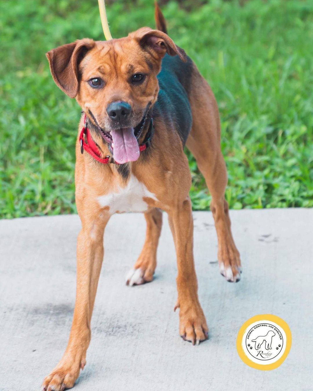 Blue, Blanche, and Shiloh are three awesome doggos available for adoption at RACS!

🐾 BLUE is a vaccinated adult male (2 years) whose witty personality and charm instantly win you over (+ make you laugh). Will be neutered this week. His adoption fee is $25.

🐾 BLANCHE is a spayed and vaccinated young female (1 year) who is very attentive, sweet-tempered, and loyal. Her adoption fee is $99.

🐾 SHILOH is a neutered and vaccinated young male (1 year) who's friendly, energetic, and fun. His adoption fee is $99.

📲 Browse our adoptables:
https://bit.ly/bergshelterpets

📩 Foster: https://buff.ly/3d71HpY
📩 Adopt: https://buff.ly/38X4Bul

💛 Rosenberg Animal Shelter
1207 Blume Road⠀
Rosenberg, Texas 77471
⌚️ 11AM - 6PM M-F, 11AM - 4PM Sat
832-595-3490 (Main Line)
832-449-8624 (Text ONLY Line)
📨 MHARTSELL@ROSENBERGTX.GOV