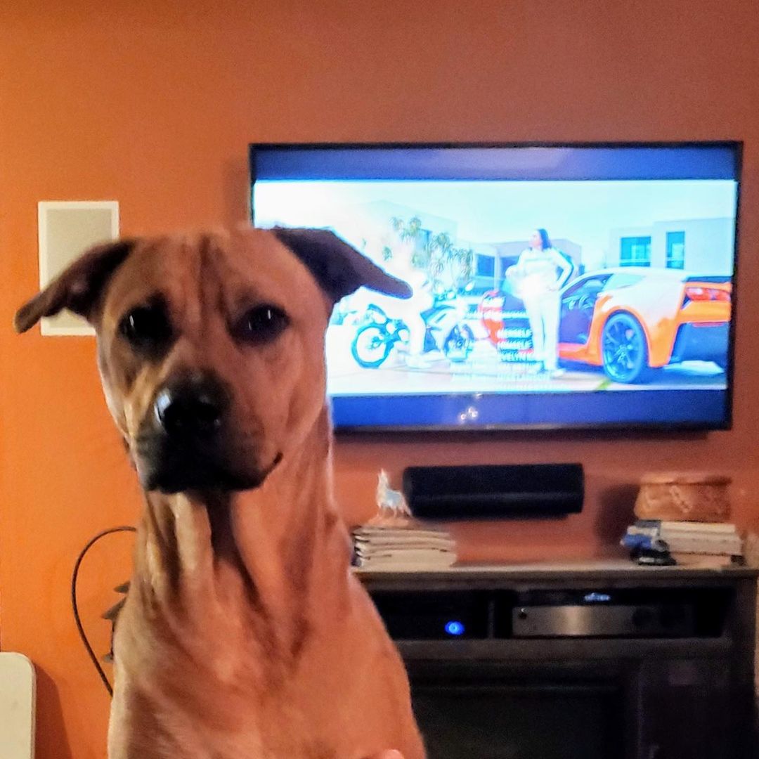 We received an update on one of our pups who was adopted two years ago. We love updates, here is Scooby, living the good life. ❤

“Hello from Scooby Doo. He was one of your rescues. He's been with us in Phoenix for 2 years now. Thank you for all you do!”