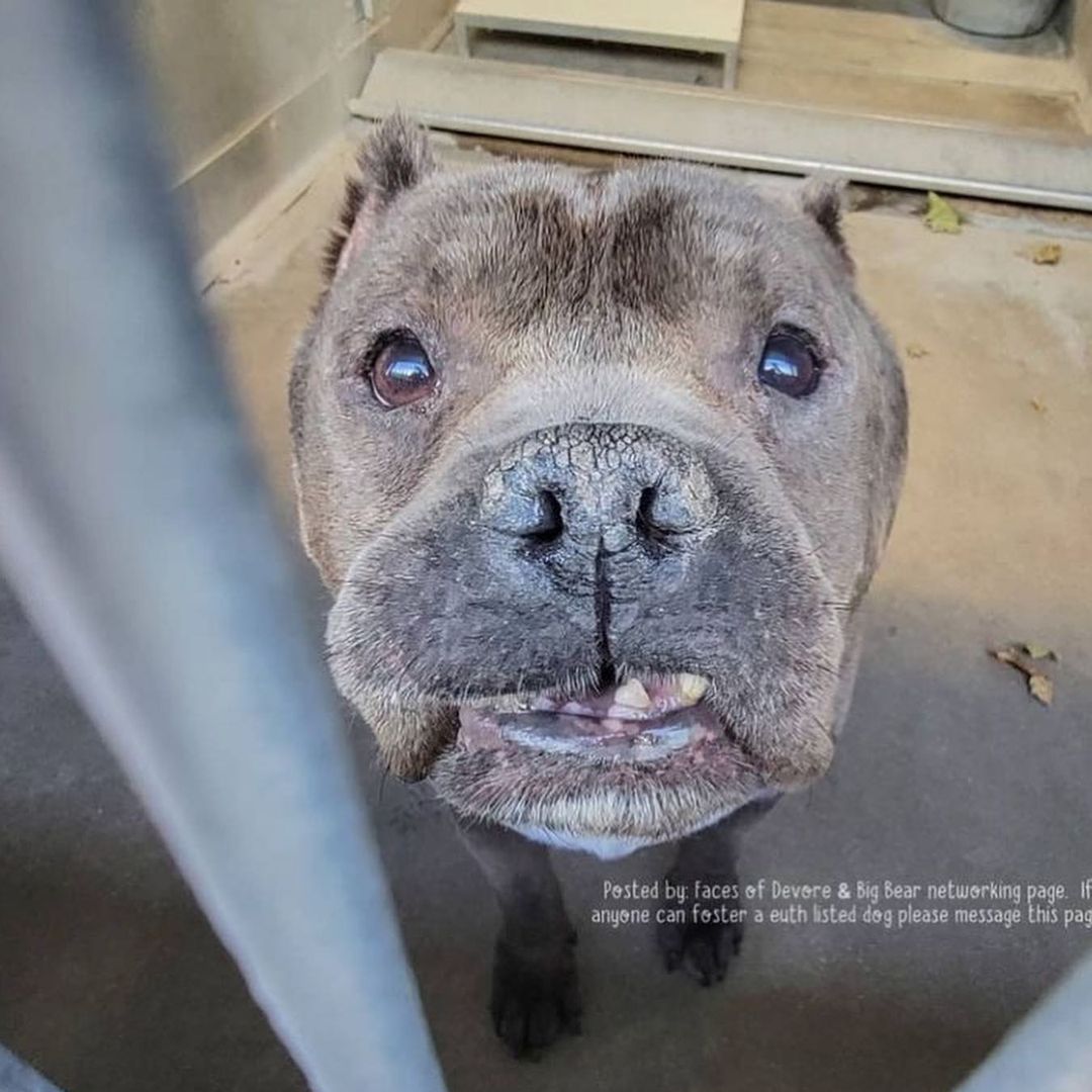 Happy Saturday Rescue Fam! 

We’d love to get this Angel outta the shelter but need a committed and experienced foster to do so.

We reached out to the Devore shelter staff to obtain medical and behavioral notes on Scythe and were told, “He has not shown any signs of having behavior or medical issues. If the staff noticed anything it would have been noted”.

However, it’s clear a dental is in order. He would see one of our vets for a complete work up. We would also do an assessment with one of our trainers, if need be, to better understand him and his needs before placing him in a forever home.

What we do know is that, this short stack is about as adorable as they come, approximately 7 years old and talks real cute!

If you’ve never fostered for us before, the rescue covers all expenses (unless the foster would like to donate toward his care) and we’ll need to review your completed foster application. 

Link in our bio for our foster application.

Please email your completed application to hello@realgood.dog with “Foster Scythe” in the subject line.

Let’s get this bb safe!

<a target='_blank' href='https://www.instagram.com/explore/tags/RealGoodRescue/'>#RealGoodRescue</a> 
<a target='_blank' href='https://www.instagram.com/explore/tags/RealGoodGang/'>#RealGoodGang</a> 
<a target='_blank' href='https://www.instagram.com/explore/tags/DevoreAnimalShelter/'>#DevoreAnimalShelter</a> 
<a target='_blank' href='https://www.instagram.com/explore/tags/A756825/'>#A756825</a>