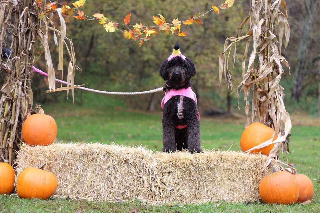 We want to thank everyone that came out to participate at our 1st annual Howl-O-Ween Wooftacular 2021 event! Without you all, HSHC wouldn’t be what it is today. We as a community should be beyond proud! 

It was awesome seeing some of our alum! Everyone was so kind, the vendors were awesome, had amazing food, it was a great event. Hopefully next year we can gather even more folks in the community to come join the festivities. 

Congratulations to Shae for winning both the pumpkin pie eating contest and the ghost poop hunt, Heidi for winning 1st place in our costume contest as “the big bad wolf”, and Embo for winning runner up in the costume contest as “Rambo”! 

Big thank you to The Lunchbox Food Truck, Drifter Doughnuts, Mountain Hound Pet Waste Removal, and Pawsitively Delish WV for joining us! As well as the juniorettes from Bridgeport Middle and the Junior Humane Society club from Robert C. Byrd for helping make the event go so smoothly. You all are sweet as pumpkin pie!
<a target='_blank' href='https://www.instagram.com/explore/tags/hshcwv/'>#hshcwv</a>