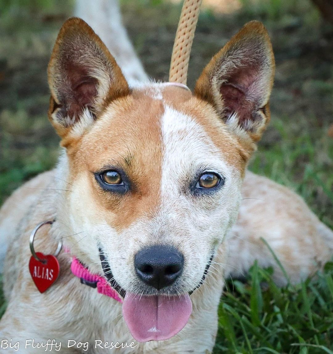 Happy Halloween, kids. I was going to dress up my dog and post it, but he was massively uncooperative, so you're stuck with a regular post. ⠀
⠀
Alias is a 10 month old Australian cattle dog mix currently weighing in about 28 pounds or so. She is a typical herding dog who is intelligent, active and playful. She is great with other dogs and with people. She is not good with cats. ⠀
⠀
Alias is an outgoing girl and she needs a moderately active home. This means someone who does more than walk to the mailbox unless you have a fenced yard so she can wear herself out.  She would do well in a home with another dog to play with and with people who are amused by herding dog antics. She is fine with people, but I would suggest she go with people over the age of 8 as she does enjoy herding things and that would include children. My parents thought it was hilarious when our border collie herded me around the yard as a child, but modern parents are less amused and so older kids only please. ⠀
⠀
Alias is well mannered in the home, crate trained and is very nice dog for most anyone who appreciates intelligent, active dogs with the emphasis on intelligent. If you want a dog who is surprised to see you come home from work because they didn't realize you were gone, this is not your dog. She'll tell you that you are seven minutes late. ⠀
⠀
Interested would be adopters should email jay@bigfluffydogs.com. Alias is in Nashville but can travel anywhere we go.