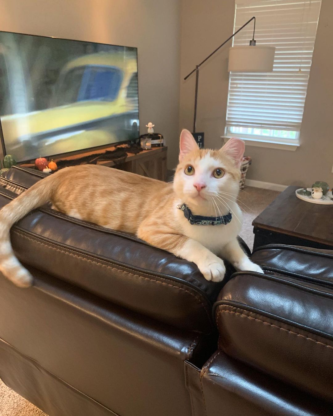 Tater has been adopted and is loving his new home!! When he got there, he sat by the window, watched the birds and purred up a storm! He and his new mom have been snuggling all day.♥️😊
<a target='_blank' href='https://www.instagram.com/explore/tags/adoptarescuedcat/'>#adoptarescuedcat</a> 
<a target='_blank' href='https://www.instagram.com/explore/tags/adoptdontshop/'>#adoptdontshop</a> 
<a target='_blank' href='https://www.instagram.com/explore/tags/adoptahomelesscat/'>#adoptahomelesscat</a> 
<a target='_blank' href='https://www.instagram.com/explore/tags/saveacat/'>#saveacat</a>