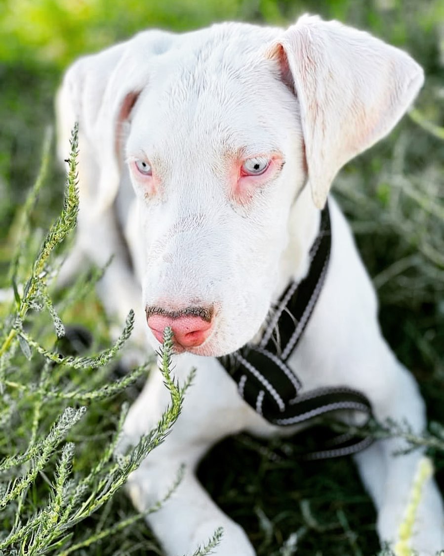 Hello everyone, my name is Pearl and I am ready to find my forever family! I am a sweet three month old Deaf girl. I am a little more shy and reserved than typical puppies. I do love to be with my people and will likely blossom into a Velcro Dane. 

I need a loving family who will be patient with me as I grow and who will also make sure I get all the training I need so we can all live together happily! I will be fully vetted, vaccinated and microchipped prior to adoption. 

The folks here want us in training within thirty days of my adoption. Training is crucial for both of us to learn how to communicate well and for us to understand each other. It is also essential part of us getting to know each other and to help me become a well mannered adult GREAT Dane! 

For more information about our adoption process and an application please visit www.whitekissesgreatdanerescue.com/adopt

<a target='_blank' href='https://www.instagram.com/explore/tags/greatdane/'>#greatdane</a> <a target='_blank' href='https://www.instagram.com/explore/tags/dogs/'>#dogs</a> <a target='_blank' href='https://www.instagram.com/explore/tags/adoptdontshop/'>#adoptdontshop</a> <a target='_blank' href='https://www.instagram.com/explore/tags/dogsofinstagram/'>#dogsofinstagram</a> <a target='_blank' href='https://www.instagram.com/explore/tags/dog/'>#dog</a> <a target='_blank' href='https://www.instagram.com/explore/tags/greatdane/'>#greatdane</a> <a target='_blank' href='https://www.instagram.com/explore/tags/puppies/'>#puppies</a> <a target='_blank' href='https://www.instagram.com/explore/tags/cute/'>#cute</a> <a target='_blank' href='https://www.instagram.com/explore/tags/love/'>#love</a> <a target='_blank' href='https://www.instagram.com/explore/tags/family/'>#family</a> <a target='_blank' href='https://www.instagram.com/explore/tags/rescue/'>#rescue</a> <a target='_blank' href='https://www.instagram.com/explore/tags/greatdanesofinstagram/'>#greatdanesofinstagram</a> <a target='_blank' href='https://www.instagram.com/explore/tags/tuesday/'>#tuesday</a> <a target='_blank' href='https://www.instagram.com/explore/tags/holiday/'>#holiday</a> <a target='_blank' href='https://www.instagram.com/explore/tags/photooftheday/'>#photooftheday</a> <a target='_blank' href='https://www.instagram.com/explore/tags/puppy/'>#puppy</a> <a target='_blank' href='https://www.instagram.com/explore/tags/december/'>#december</a> <a target='_blank' href='https://www.instagram.com/explore/tags/holidays/'>#holidays</a> <a target='_blank' href='https://www.instagram.com/explore/tags/givingtuesday/'>#givingtuesday</a> <a target='_blank' href='https://www.instagram.com/explore/tags/adopt/'>#adopt</a>