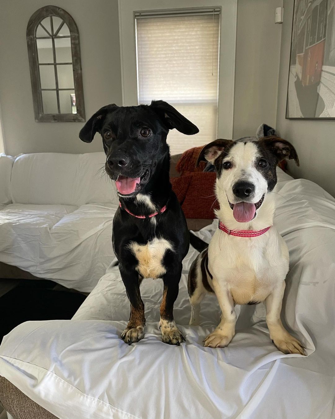 Our sibling duo arrived this past Saturday! Due to their super goofy personalities, we’ve named these two Frankie & Remi 🥰 Frankie is the white male and Remi is the black female. Both are 4 months old, super sweet & social, good with dogs, cats, and kids. They are hound mixes and will be a nice medium size when full grown. They’re working on their puppy basics such as crate training and potty training. They’re looking for their forever homes together or apart! Both would be great additions to any family ❤️