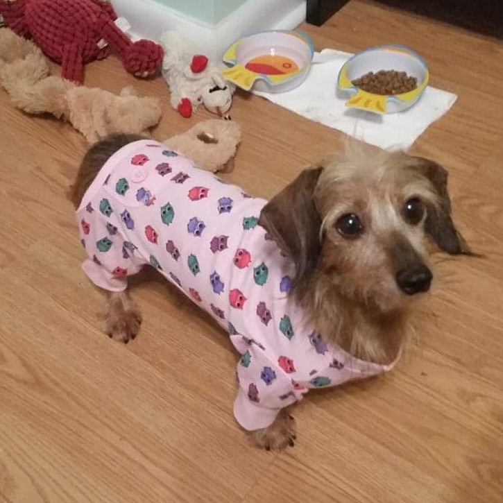 We’ve also had some new weenies wander over to the costume contest - be sure to check out the leaderboard and give a warm welcome to Carter - our champion from our costume contest last year! 🐛 And Sandy - rocking a very cute onesie! 😍💗

<a target='_blank' href='https://www.instagram.com/explore/tags/lilcaterpillar/'>#lilcaterpillar</a> <a target='_blank' href='https://www.instagram.com/explore/tags/dogonesie/'>#dogonesie</a> <a target='_blank' href='https://www.instagram.com/explore/tags/dachshundsofinstagram/'>#dachshundsofinstagram</a> <a target='_blank' href='https://www.instagram.com/explore/tags/howloween/'>#howloween</a> <a target='_blank' href='https://www.instagram.com/explore/tags/halloweenie/'>#halloweenie</a> <a target='_blank' href='https://www.instagram.com/explore/tags/halloweener/'>#halloweener</a> <a target='_blank' href='https://www.instagram.com/explore/tags/howloweenie/'>#howloweenie</a> <a target='_blank' href='https://www.instagram.com/explore/tags/hungrycaterpillar/'>#hungrycaterpillar</a> <a target='_blank' href='https://www.instagram.com/explore/tags/dogsinpajamas/'>#dogsinpajamas</a> <a target='_blank' href='https://www.instagram.com/explore/tags/foragoodcause/'>#foragoodcause</a> <a target='_blank' href='https://www.instagram.com/explore/tags/supportdoxies/'>#supportdoxies</a> <a target='_blank' href='https://www.instagram.com/explore/tags/adoptdontshop/'>#adoptdontshop</a> <a target='_blank' href='https://www.instagram.com/explore/tags/dachshundrescue/'>#dachshundrescue</a> <a target='_blank' href='https://www.instagram.com/explore/tags/rescueadachshund/'>#rescueadachshund</a>