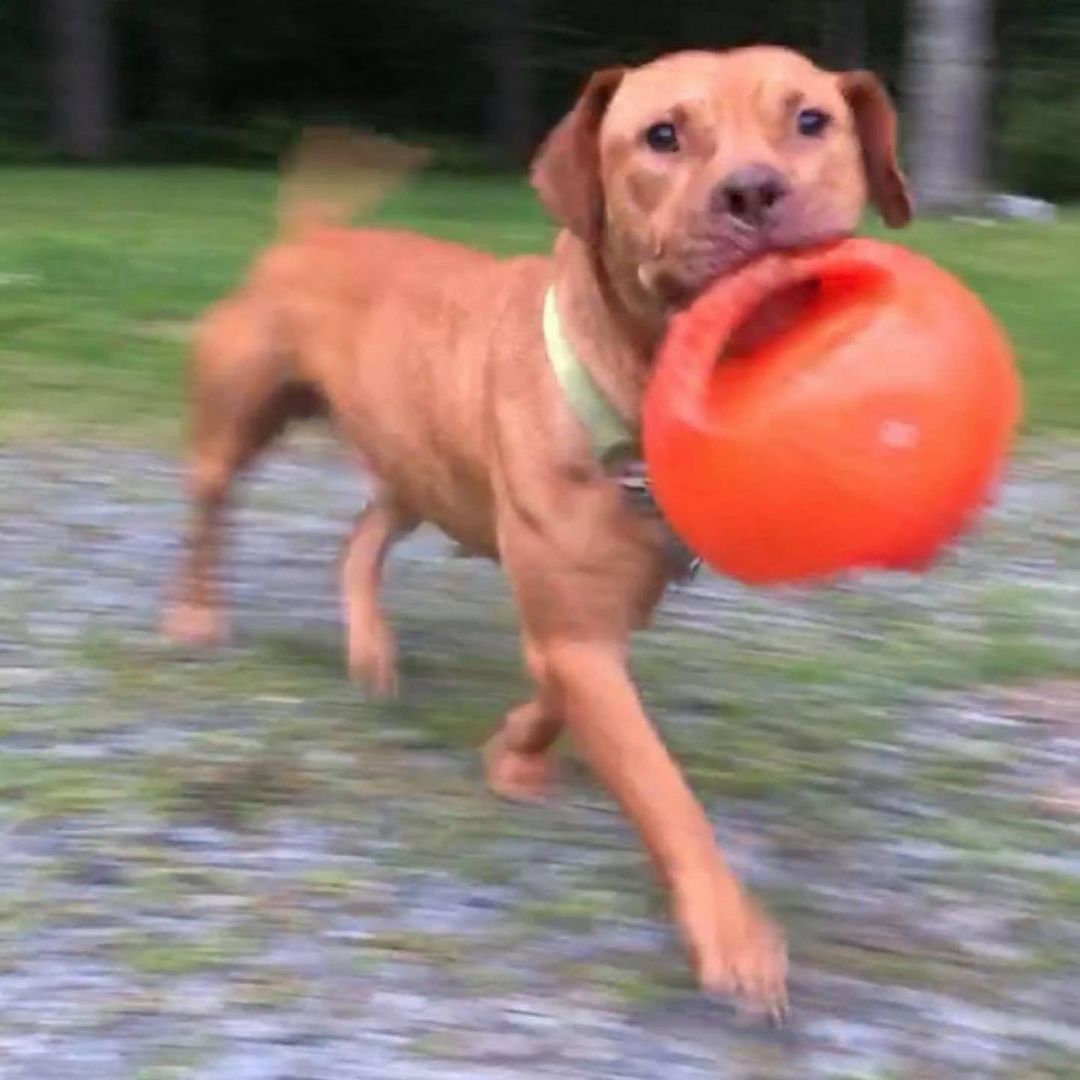 Henlo hai from the happiest blur of a boi, HOOVER!🏀

According to his foster mom, this super sweet boy would make the *perfect* companion for the right owner or family!

Hoover LOVES to be with his humans. He loves to play with toys, in fact one of his cutest quirks is that he takes large toys in his mouth, shows them to you and then takes back to his crate to play with them. A good boi, indeed. 🧡

Hoover is good with other dogs and good with strangers. He's good on the leash. He's house and crate trained. ✅ ✅✅

Hoover's ideal home would be one that is active so he can get his walks, hikes 🥾 and playtime 🎾 in every day—as well as an adult-only home or one with older kids. Other dogs are fine, but of course, intros 🤝 are always needed.

Hoover is about four yrs old and weighs about 45 lbs. He is utd on shots and is neutered. 

Have questions? Want to arrange a visit? Please contact reboundhounds@gmail.com, and we will get back to you!