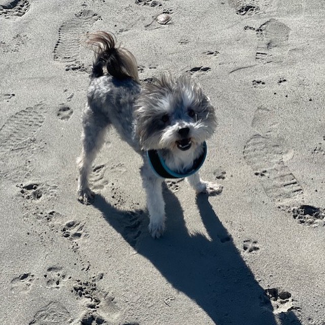 Here's an update all the way from Washington state. Chewy aka Chewbacca has made a delightful leap from Mexican street dog to Washington state man on the town.

“Hello,

“Chewy” (Chewbacca) says hello!  He has adjusted well, lots of big meals and naps.  Gets along great with the boys and loves walks on the beach!  Getting used to the weather in Washington state.  Thanks again!!”

Keep the updates coming, send them to barbsdogrescue@gmail.com