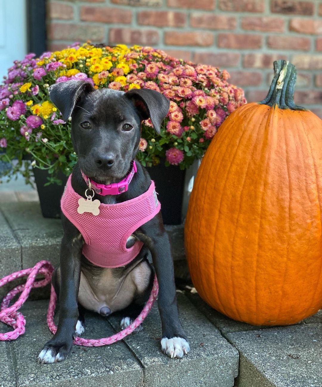 Happy Halloween! Just a few of our <a target='_blank' href='https://www.instagram.com/explore/tags/adopted/'>#adopted</a> rescues in their Halloween costumes! 🎃