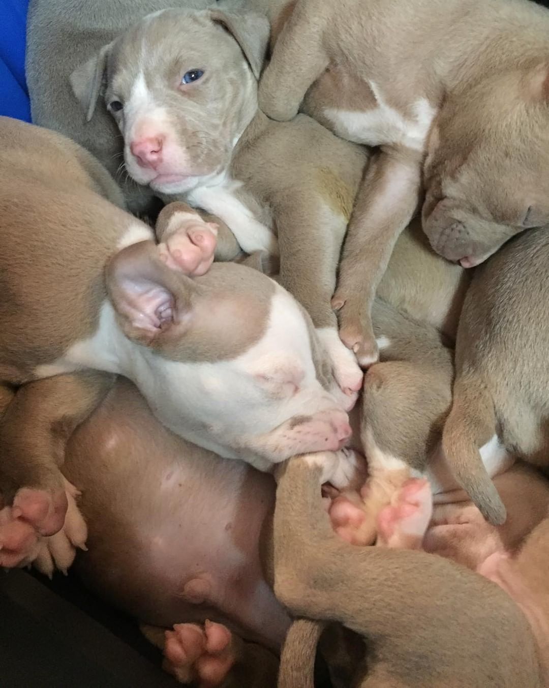 🍳 👩‍🍳 🎂 BAKER’S DOZEN 🧁 👨‍🍳🍮

Baker 👩‍🍳 and Chef’s👨‍🍳 babies are ready for adoption! 

🍰 These beautiful pitty puppies were born August 29th. 

🍬 They are a very energetic bunch who love wrestling with each other and chasing tennis balls. 🎾 

All pups have been spayed/neutered, microchipped and given first vaccines.