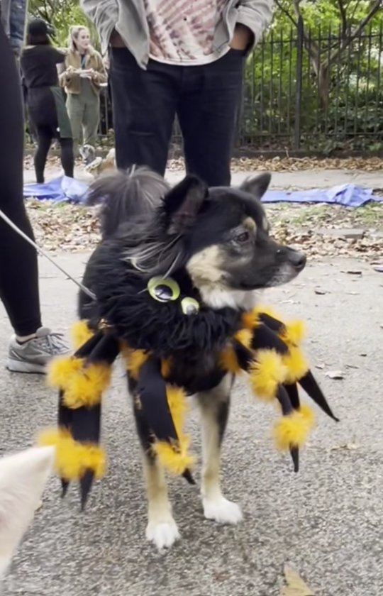 Happy Halloween everyone!!! 🎃 Thank you so much for participating in our Strut Your Mutt walk and 5th Annual Howloween Party today at McCarren Park Dog Run!! 🥰 With your help, we raised $7,246 that’s going towards rescuing even more dogs. We’re so grateful for everyone’s support and hope you all had a wonderful time!

Thank you to @lotusandlana’s adopter for making this amazing video! 🎉

<a target='_blank' href='https://www.instagram.com/explore/tags/nyc/'>#nyc</a> <a target='_blank' href='https://www.instagram.com/explore/tags/howloween/'>#howloween</a> <a target='_blank' href='https://www.instagram.com/explore/tags/party/'>#party</a> <a target='_blank' href='https://www.instagram.com/explore/tags/koreank9rescue/'>#koreank9rescue</a> <a target='_blank' href='https://www.instagram.com/explore/tags/kk9r/'>#kk9r</a> <a target='_blank' href='https://www.instagram.com/explore/tags/rescueismyfavoritebreed/'>#rescueismyfavoritebreed</a> <a target='_blank' href='https://www.instagram.com/explore/tags/rescuedog/'>#rescuedog</a> <a target='_blank' href='https://www.instagram.com/explore/tags/everydogdeserveslove/'>#everydogdeserveslove</a> <a target='_blank' href='https://www.instagram.com/explore/tags/showlovekorea/'>#showlovekorea</a>