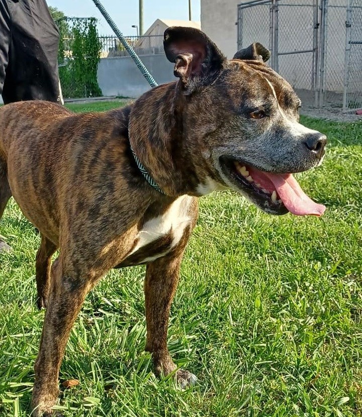 ATTENTION SENIOR LOVERS!!!!!

Gorgeous Looney is an 9 1/2 yr old Boxer mix who is such a SWEET girl!!! Looney loves belly rubs and giving kisses. Looney needs a quiet home without a lot of activity. She would make a wonderful COMPANION dog, not a family dog. Looney is ok with other dogs after a proper introduction. Unfortunately, we do not know how she is with cats. If you are looking for an older girl with experience to be your companion, Looney is your girl!!!