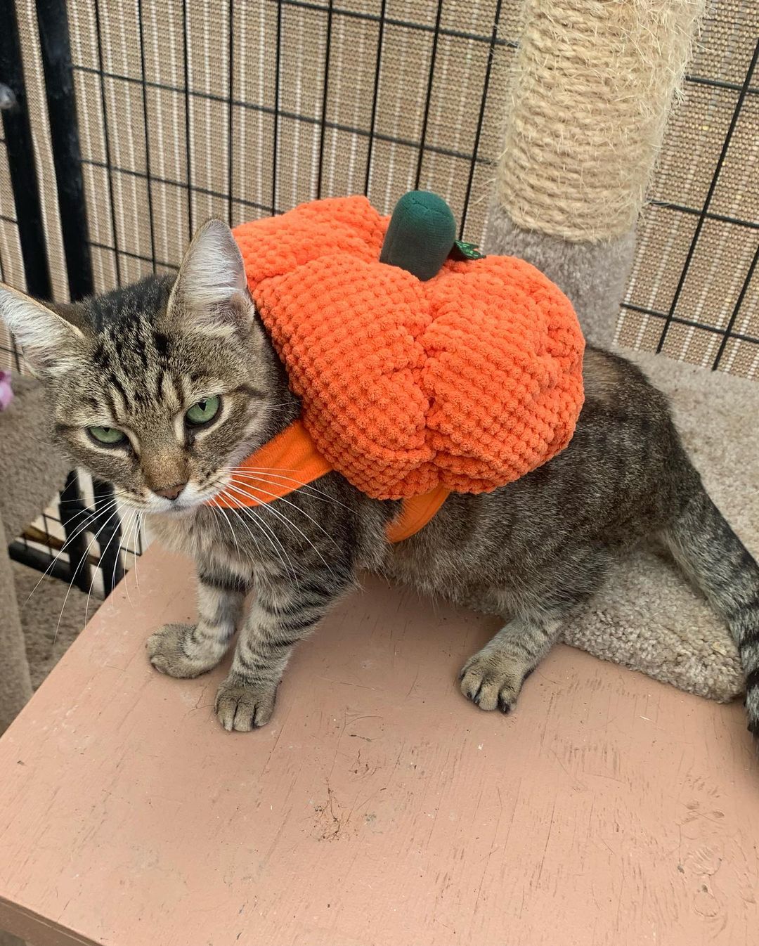 Happy Halloween from kitties at Fat Kitty City Sanctuary! Hope you all had a safe day. We did and we are grateful for the snacks and love the kitties received on this lovely day… The cats were trick-or-treating for Temptations all day!
.
.
.
.
.
.
<a target='_blank' href='https://www.instagram.com/explore/tags/sanctuarylife/'>#sanctuarylife</a> <a target='_blank' href='https://www.instagram.com/explore/tags/rescuekitties/'>#rescuekitties</a> <a target='_blank' href='https://www.instagram.com/explore/tags/fatkittycity/'>#fatkittycity</a> <a target='_blank' href='https://www.instagram.com/explore/tags/fatkittycitysanctuary/'>#fatkittycitysanctuary</a> <a target='_blank' href='https://www.instagram.com/explore/tags/catworld/'>#catworld</a> <a target='_blank' href='https://www.instagram.com/explore/tags/rescuecats/'>#rescuecats</a> <a target='_blank' href='https://www.instagram.com/explore/tags/sanctuary/'>#sanctuary</a> <a target='_blank' href='https://www.instagram.com/explore/tags/catrescue/'>#catrescue</a> <a target='_blank' href='https://www.instagram.com/explore/tags/helpingcats/'>#helpingcats</a> <a target='_blank' href='https://www.instagram.com/explore/tags/eldoradohills/'>#eldoradohills</a> <a target='_blank' href='https://www.instagram.com/explore/tags/folsomca/'>#folsomca</a> <a target='_blank' href='https://www.instagram.com/explore/tags/lifesanctuary/'>#lifesanctuary</a> <a target='_blank' href='https://www.instagram.com/explore/tags/catadoptions/'>#catadoptions</a> <a target='_blank' href='https://www.instagram.com/explore/tags/rescuecatsofinstagram/'>#rescuecatsofinstagram</a> <a target='_blank' href='https://www.instagram.com/explore/tags/specialneedscats/'>#specialneedscats</a> <a target='_blank' href='https://www.instagram.com/explore/tags/cateyes/'>#cateyes</a> <a target='_blank' href='https://www.instagram.com/explore/tags/feralrescues/'>#feralrescues</a> <a target='_blank' href='https://www.instagram.com/explore/tags/nonprofitsanctuary/'>#nonprofitsanctuary</a> <a target='_blank' href='https://www.instagram.com/explore/tags/5freedoms/'>#5freedoms</a> <a target='_blank' href='https://www.instagram.com/explore/tags/catsincostumes/'>#catsincostumes</a> <a target='_blank' href='https://www.instagram.com/explore/tags/funnycats/'>#funnycats</a> <a target='_blank' href='https://www.instagram.com/explore/tags/halloweencostume/'>#halloweencostume</a> <a target='_blank' href='https://www.instagram.com/explore/tags/halloween2021/'>#halloween2021</a>