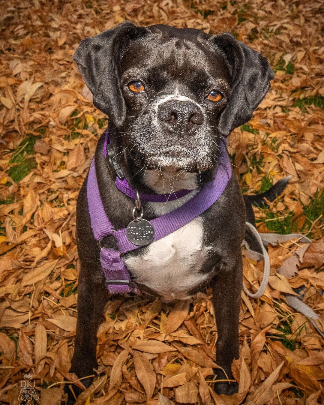 Lexi needs a home!! <a target='_blank' href='https://www.instagram.com/explore/tags/hobocareboxerrescue/'>#hobocareboxerrescue</a> <a target='_blank' href='https://www.instagram.com/explore/tags/adoptdontshop/'>#adoptdontshop</a> <a target='_blank' href='https://www.instagram.com/explore/tags/littleblackdog/'>#littleblackdog</a> 📸@dkidogs