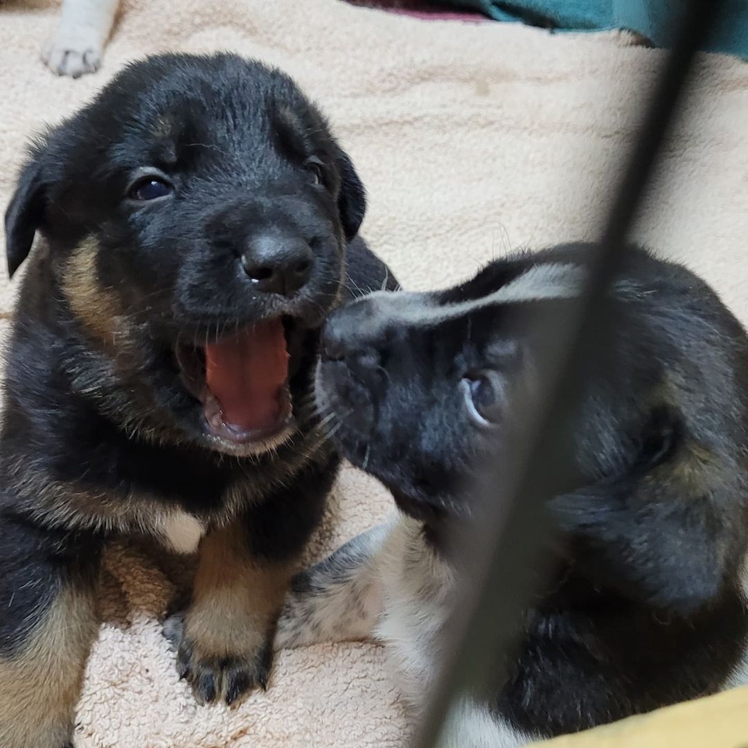 Kayla and her puppies!! 🥰

Pups are a couple weeks old and will all be available for adoption once ready 😊

<a target='_blank' href='https://www.instagram.com/explore/tags/outrunaninalrehabilitationcenter/'>#outrunaninalrehabilitationcenter</a> <a target='_blank' href='https://www.instagram.com/explore/tags/outrunrescue/'>#outrunrescue</a> <a target='_blank' href='https://www.instagram.com/explore/tags/rescuedismtfavouritebreed/'>#rescuedismtfavouritebreed</a> <a target='_blank' href='https://www.instagram.com/explore/tags/adoptdontshop/'>#adoptdontshop</a>