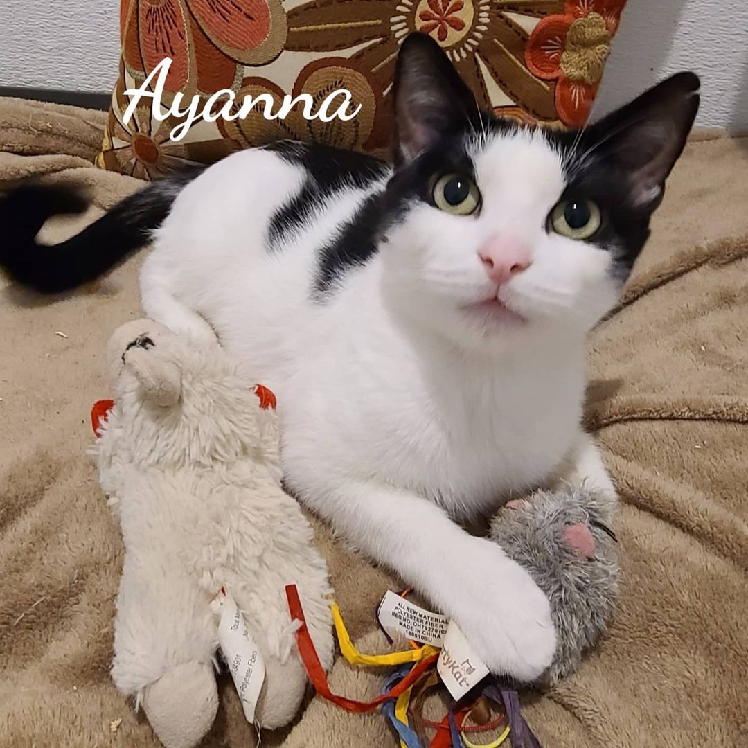 Ayanna is a sweet petite 4 year old gal. She gave birth to 5 healthy kittens a few months ago and is now enjoying resting in her own room full of toys, towers and volunteers that are spoiling her She sure loves all the attention. Talkative at times , Ayanna is quite entertaining watching the birds we feed daily for her enjoyment. You can find our online-fillable adoption application for Ayanna by visiting https://animalsforlife.org/feline-adoption-application. <a target='_blank' href='https://www.instagram.com/explore/tags/motivationmonday/'>#motivationmonday</a> Availableforadoption <a target='_blank' href='https://www.instagram.com/explore/tags/catadoption/'>#catadoption</a> <a target='_blank' href='https://www.instagram.com/explore/tags/catrescue/'>#catrescue</a> <a target='_blank' href='https://www.instagram.com/explore/tags/mondaycat/'>#mondaycat</a> <a target='_blank' href='https://www.instagram.com/explore/tags/animalsforlife/'>#animalsforlife</a>.org