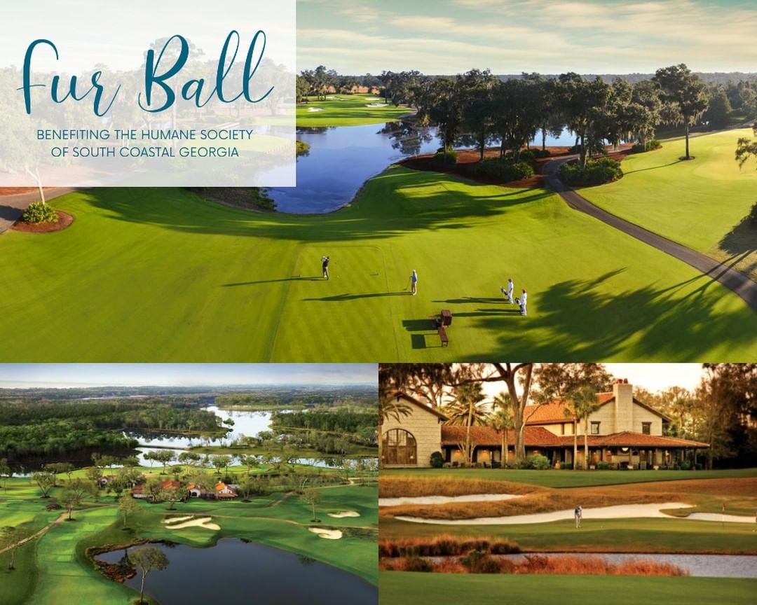 Fur Ball Silent Auction Preview: 
Frederica Golf Club Gift Certificate: 18 holes for four people. Frederica is a private golf club on St. Simons dedicated to creating an unmatched golf and club experience. Through their world class facilities and staff, they are able to provide outstanding service for members and their guests. From the moment that you enter the tabby front gates, you will be immersed in the captivating grandeur that is Frederica Golf Club.

To see more silent auctions or to purchase a sponsorship, visit hsscgfurball.givesmart.com
All proceeds benefit the Humane Society of South Coastal Georgia!
-----------
<a target='_blank' href='https://www.instagram.com/explore/tags/stsimons/'>#stsimons</a> <a target='_blank' href='https://www.instagram.com/explore/tags/stsimonsisland/'>#stsimonsisland</a> <a target='_blank' href='https://www.instagram.com/explore/tags/seaisland/'>#seaisland</a> <a target='_blank' href='https://www.instagram.com/explore/tags/jekyllisland/'>#jekyllisland</a> <a target='_blank' href='https://www.instagram.com/explore/tags/brunswick/'>#brunswick</a> <a target='_blank' href='https://www.instagram.com/explore/tags/goldenisles/'>#goldenisles</a> <a target='_blank' href='https://www.instagram.com/explore/tags/jacksonville/'>#jacksonville</a> <a target='_blank' href='https://www.instagram.com/explore/tags/savannah/'>#savannah</a> <a target='_blank' href='https://www.instagram.com/explore/tags/humanesociety/'>#humanesociety</a> <a target='_blank' href='https://www.instagram.com/explore/tags/adoptdontshop/'>#adoptdontshop</a> <a target='_blank' href='https://www.instagram.com/explore/tags/adoptdontshop/'>#adoptdontshop</a> <a target='_blank' href='https://www.instagram.com/explore/tags/nonprofit/'>#nonprofit</a> <a target='_blank' href='https://www.instagram.com/explore/tags/fundraiser/'>#fundraiser</a> <a target='_blank' href='https://www.instagram.com/explore/tags/hsscg/'>#hsscg</a>