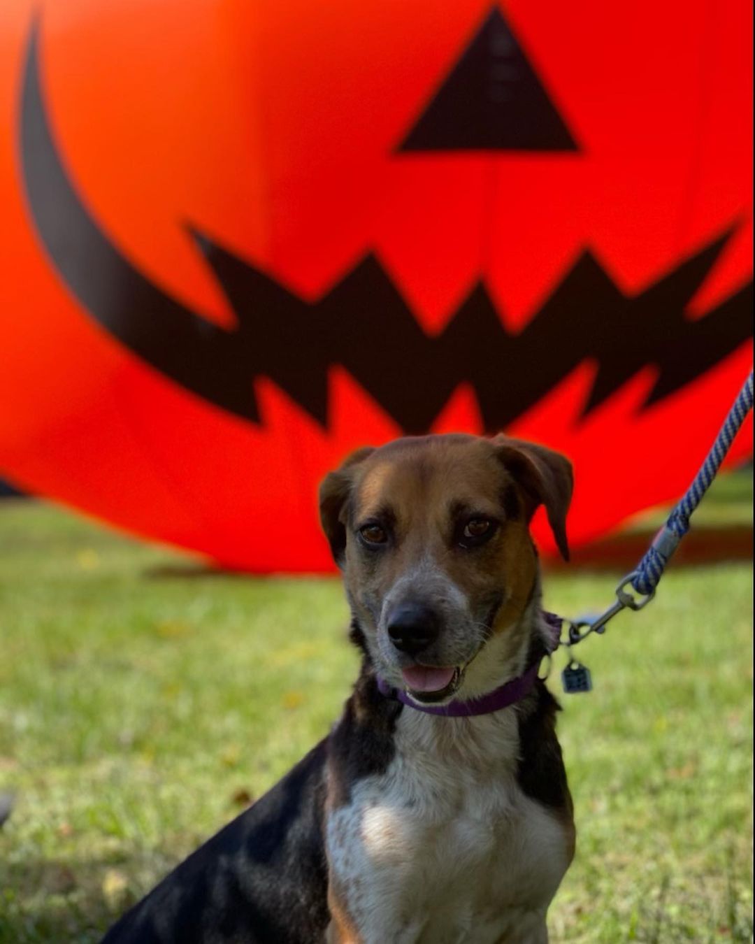 Happy Halloween from our <a target='_blank' href='https://www.instagram.com/explore/tags/adoptable/'>#adoptable</a> cats and dogs! <a target='_blank' href='https://www.instagram.com/explore/tags/adoptdontshop/'>#adoptdontshop</a> <a target='_blank' href='https://www.instagram.com/explore/tags/happyhalloween/'>#happyhalloween</a> <a target='_blank' href='https://www.instagram.com/explore/tags/spookyseason/'>#spookyseason</a> <a target='_blank' href='https://www.instagram.com/explore/tags/catsofinstagram/'>#catsofinstagram</a> <a target='_blank' href='https://www.instagram.com/explore/tags/dogsofinstagram/'>#dogsofinstagram</a>