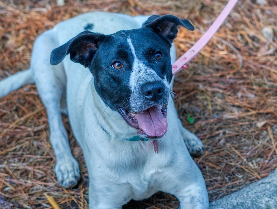 Lily is about 14 months old and is a very loving dog. She is good with kids, dogs, and cats. She is very affectionate, loves snuggling and giving kisses. Her tail and body is always wagging with happiness when she is around people. Lily is playful, can throw her toys in the air and catching it. If no toys are around she will chase her tail. She enjoys being outside, playing fetch and finding sticks.

She is potty trained and is generally good on a leash for neighborhood walks and hikes but will pull if she is excited to sniff a particular area or meet another person. She will listen to corrections and will turn back to look at you if she starts to walk in front. House trained and crate trained, does well when left alone at home.

To adopt, please fill out an adoption application at https://www.threepawsrescue.org/adoption-application/

For information about adoption fee, please visit https://www.threepawsrescue.org/adoption-fees/

To learn about the adoption process, please visit https://www.threepawsrescue.org/adoption-process/

<a target='_blank' href='https://www.instagram.com/explore/tags/adoptdontshop/'>#adoptdontshop</a> <a target='_blank' href='https://www.instagram.com/explore/tags/adopt/'>#adopt</a> <a target='_blank' href='https://www.instagram.com/explore/tags/adoptme/'>#adoptme</a> <a target='_blank' href='https://www.instagram.com/explore/tags/fosteringsaveslives/'>#fosteringsaveslives</a> <a target='_blank' href='https://www.instagram.com/explore/tags/adoptadog/'>#adoptadog</a> <a target='_blank' href='https://www.instagram.com/explore/tags/adoptable/'>#adoptable</a> <a target='_blank' href='https://www.instagram.com/explore/tags/atlanta/'>#atlanta</a> <a target='_blank' href='https://www.instagram.com/explore/tags/atl/'>#atl</a> <a target='_blank' href='https://www.instagram.com/explore/tags/atldog/'>#atldog</a> <a target='_blank' href='https://www.instagram.com/explore/tags/rescuedog/'>#rescuedog</a> <a target='_blank' href='https://www.instagram.com/explore/tags/rescuedismyfavoritebreed/'>#rescuedismyfavoritebreed</a> <a target='_blank' href='https://www.instagram.com/explore/tags/rescuedogsofinstagram/'>#rescuedogsofinstagram</a> <a target='_blank' href='https://www.instagram.com/explore/tags/dogsofig/'>#dogsofig</a> <a target='_blank' href='https://www.instagram.com/explore/tags/dogsofinsta/'>#dogsofinsta</a> <a target='_blank' href='https://www.instagram.com/explore/tags/atlantadog/'>#atlantadog</a> <a target='_blank' href='https://www.instagram.com/explore/tags/dogsofatlanta/'>#dogsofatlanta</a> <a target='_blank' href='https://www.instagram.com/explore/tags/dogsofatl/'>#dogsofatl</a> <a target='_blank' href='https://www.instagram.com/explore/tags/atlantarescuedogs/'>#atlantarescuedogs</a> <a target='_blank' href='https://www.instagram.com/explore/tags/rescuedogsofatlanta/'>#rescuedogsofatlanta</a> <a target='_blank' href='https://www.instagram.com/explore/tags/threepawsrescue/'>#threepawsrescue</a>