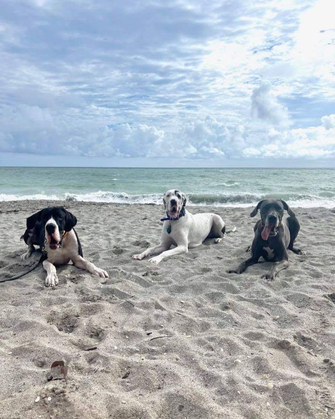 HAPPY TAILS UPDATE!! 

Y’all remember goofy Jace, right? Well he’s living the south Florida beach life now, his new name is Colt and he’s found his forever family with Ashley and George and new dane sister, Athena! The dynamic drool duo are already two peas in a pod together!! 

We are so excited for him! ❤️🐾🙌 So without further ado, everyone please shout out: “Welcome home Colt!” 

@athenathehousecow <a target='_blank' href='https://www.instagram.com/explore/tags/greatdane/'>#greatdane</a> <a target='_blank' href='https://www.instagram.com/explore/tags/greatdanesofinstagram/'>#greatdanesofinstagram</a> <a target='_blank' href='https://www.instagram.com/explore/tags/danesofinstagram/'>#danesofinstagram</a> <a target='_blank' href='https://www.instagram.com/explore/tags/rescuedane/'>#rescuedane</a> <a target='_blank' href='https://www.instagram.com/explore/tags/rescuesofinstagram/'>#rescuesofinstagram</a> <a target='_blank' href='https://www.instagram.com/explore/tags/dogsofinstagram/'>#dogsofinstagram</a> <a target='_blank' href='https://www.instagram.com/explore/tags/greatdanelove/'>#greatdanelove</a>