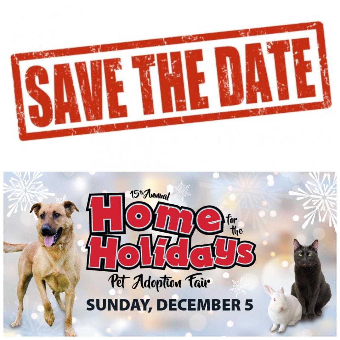 SAVE THE DATE! 
Bichon FurKids Rescue will have a booth at:
Home for the Holidays 2021
Irvine Animal Care Center
6443 Oak Canyon
Sunday, December 5, 10 a.m.–2 p.m.
 
The Irvine Animal Care Center invites the community to its 15th annual Home for the Holidays Pet Adoption Fair Sunday, December 5, 10 a.m.–2 p.m.

This year's event will require advance ticket purchase.  Tickets go on sale November 1.
Home for the Holidays will be held entirely outdoors at the Irvine Animal Care Center, and feature local pet rescue groups and pet-related vendors, along with upwards of 200 adoptable animals. The park-like environment provides ample space for the community to come together to find a new furry family member and get an early start to holiday gifting for ourselves, our pets, and more. The adoption event will be held in accordance with the current guidelines to prevent the spread of COVID-19 in our community. 

We will edit to add booth number as soon as we know ours! 
<a target='_blank' href='https://www.instagram.com/explore/tags/homefortheholidays/'>#homefortheholidays</a> 
<a target='_blank' href='https://www.instagram.com/explore/tags/irvineanimalcarecenter/'>#irvineanimalcarecenter</a> 
<a target='_blank' href='https://www.instagram.com/explore/tags/iacc/'>#iacc</a> 
<a target='_blank' href='https://www.instagram.com/explore/tags/adoptdontshop/'>#adoptdontshop</a> 
<a target='_blank' href='https://www.instagram.com/explore/tags/bichonfrise/'>#bichonfrise</a>