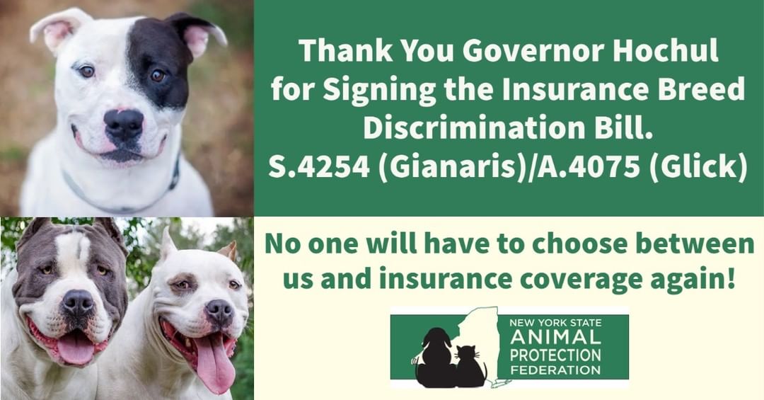 This is a HUGE win for homeowners and dog lovers! We've had to miss out on adopting to wonderful families simply because their homeowners insurance breed discriminates. Unfortunately this does not apply to renter's insurance but we hope to have that changed in the near future!