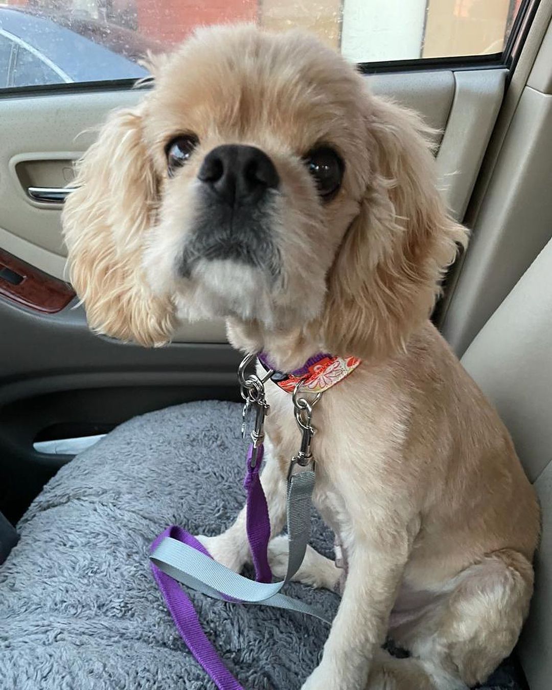 Welcome to America little Peaches! 

This teeny tiny cocker spaniel Freedom Flyer girlie just arrived from South Korea and she is LOVELY! 

She was rescued in South Korea, after living outdoors in a dreary cement yard.  The lady that rescued her moved in next door and would hear Peaches crying and crying at night time because she was so lonely and it was dark out.  So the neighbor would turn on a light and then talk to Peaches out of her window, to try to comfort her.

When the lady asked the neighbor if she would consider relinquishing her dog to a rescue group, the neighbor was eager to do so.  She said that Peaches had belonged to her daughter who had moved out. 

We had guessed Peaches to be around eight and a half years old but we just found out her real birthdate.  She will turn ten years of age on Christmas day! (she doesn't look it, she has a puppy face, doesn't she?)

We are currently taking adoption applications for Peaches.  Please be sure to tell serious adoption inquiries to read the adoption process section here:

CampCocker.com/adoptionprocess 

Spread the word for our recent little Freedom Flyer arrival, Peaches!

<a target='_blank' href='https://www.instagram.com/explore/tags/CompassionHasNoBorders/'>#CompassionHasNoBorders</a> 

<a target='_blank' href='https://www.instagram.com/explore/tags/SaveADogChangeTheWorld/'>#SaveADogChangeTheWorld</a> 

<a target='_blank' href='https://www.instagram.com/explore/tags/TeamPeaches/'>#TeamPeaches</a>
<a target='_blank' href='https://www.instagram.com/explore/tags/freedomflightrescue/'>#freedomflightrescue</a> <a target='_blank' href='https://www.instagram.com/explore/tags/campcockerrescue/'>#campcockerrescue</a> <a target='_blank' href='https://www.instagram.com/explore/tags/cockerspanielnetwork/'>#cockerspanielnetwork</a>