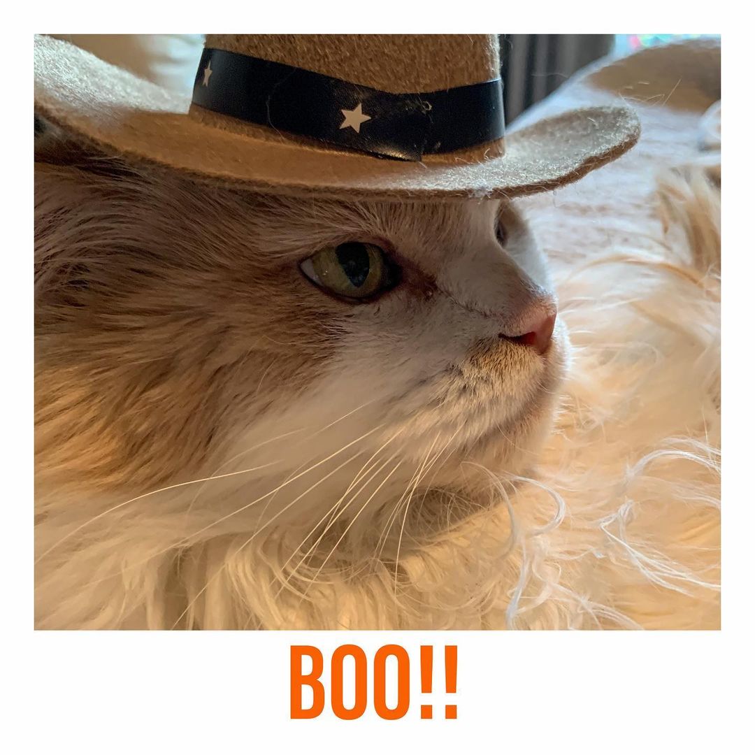 🎃🎃🎃🎃🎃🎃🎃🎃🎃
MEOWLLOWEEN 2021
“Wake me up when Halloween is over, human”
Buddy

<a target='_blank' href='https://www.instagram.com/explore/tags/instacat/'>#instacat</a> <a target='_blank' href='https://www.instagram.com/explore/tags/instapet/'>#instapet</a> <a target='_blank' href='https://www.instagram.com/explore/tags/cat/'>#cat</a> <a target='_blank' href='https://www.instagram.com/explore/tags/lovecats/'>#lovecats</a> <a target='_blank' href='https://www.instagram.com/explore/tags/adoptdontshop/'>#adoptdontshop</a> <a target='_blank' href='https://www.instagram.com/explore/tags/kittens/'>#kittens</a> <a target='_blank' href='https://www.instagram.com/explore/tags/kitty/'>#kitty</a> <a target='_blank' href='https://www.instagram.com/explore/tags/rescuecats/'>#rescuecats</a> <a target='_blank' href='https://www.instagram.com/explore/tags/rescue/'>#rescue</a> <a target='_blank' href='https://www.instagram.com/explore/tags/13thstcatssanjose/'>#13thstcatssanjose</a> <a target='_blank' href='https://www.instagram.com/explore/tags/california/'>#california</a>  <a target='_blank' href='https://www.instagram.com/explore/tags/love/'>#love</a> <a target='_blank' href='https://www.instagram.com/explore/tags/catsofinstagram/'>#catsofinstagram</a> <a target='_blank' href='https://www.instagram.com/explore/tags/halloweencostume/'>#halloweencostume</a> <a target='_blank' href='https://www.instagram.com/explore/tags/halloween/'>#halloween</a> <a target='_blank' href='https://www.instagram.com/explore/tags/halloween2021/'>#halloween2021</a> <a target='_blank' href='https://www.instagram.com/explore/tags/catcostume/'>#catcostume</a> <a target='_blank' href='https://www.instagram.com/explore/tags/buddy/'>#buddy</a> <a target='_blank' href='https://www.instagram.com/explore/tags/orangecat/'>#orangecat</a>