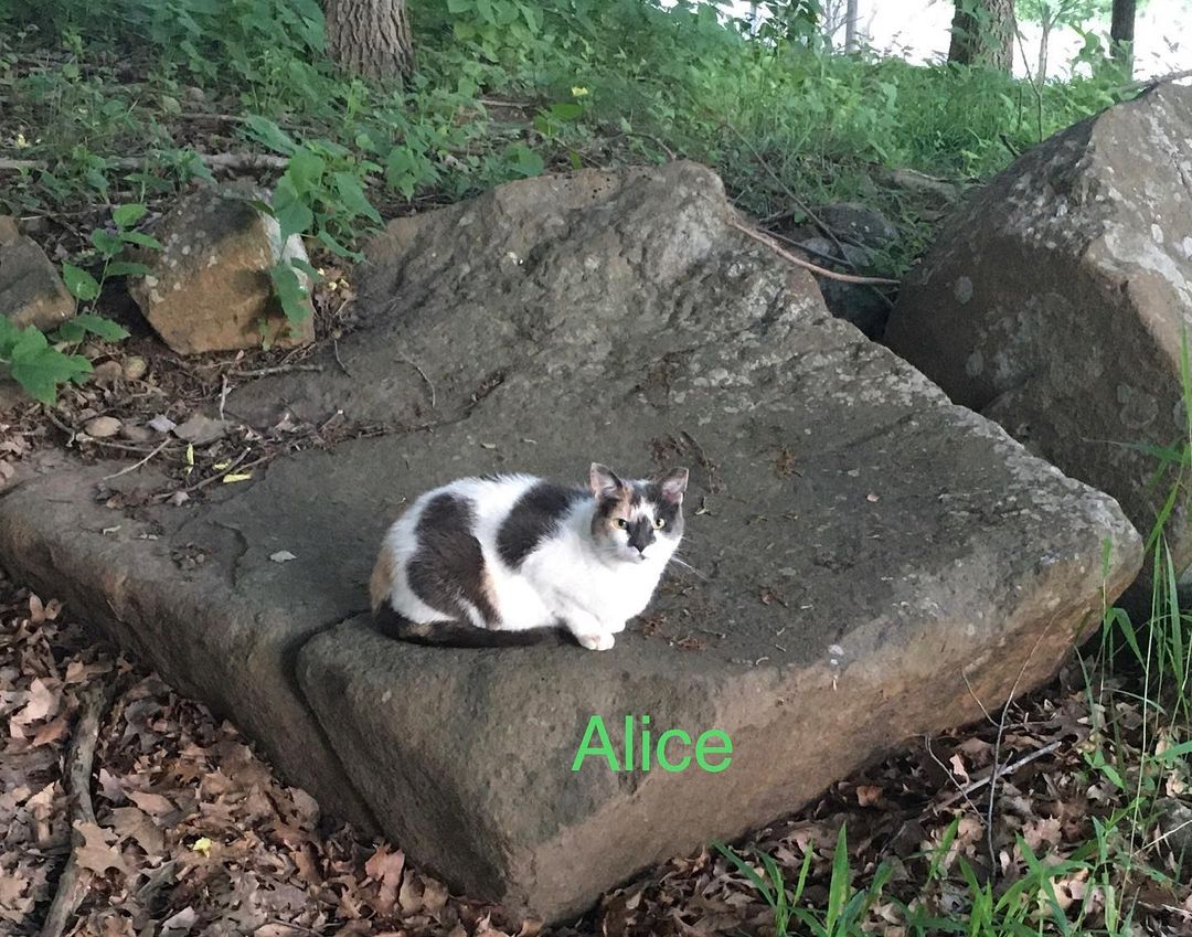 “Grief doesn’t change you, it reveals you” - John Green, The Fault in our Stars

I could not be prouder of my student volunteers at this moment. 

I received a call very early this morning from Isabel, who was very upset, but brave when telling me that she found one of the feral community cats who became victim of a hit and run in the middle of the road. Because of her compassion, we were able to be assisted by the police to move her to the side of the road until I could get there to gather her for a proper burial.

Beautiful Alice traveled outside of her safety zone and wooded territory where her colony is fed and cared for.

My heart was heavy and unsure how to share this with the rest of the student volunteers, some who have been caretakers for her colony for almost a year. Not a lesson I wanted to teach.

These college students not only expressed their sadness,  showed their compassion and desire to  hold a memorial service, but also, out of their grief came education. They are doing a wonderful job explaining about the community cats and the importance of not dumping them to other students not yet in our Pioneer PAWS program, who saw Alice in the road before she was moved. 

I could not ask for more for them to share my belief that feral, stray and homeless cats deserve love and dignity too 💜
WPU Student Kindness Kittys Making a Difference 🐾💜🐾