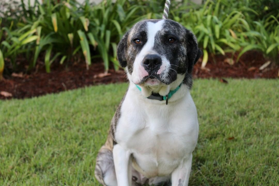 Love big dogs? ❤️ So do we! Maximus, Bowman, Webster, and Holstein are just a few of our large dogs waiting to meet you at the Humane Society of South Coastal Georgia. Visit them Tuesday-Friday from 11-4, or on Saturday by appointment only. to schedule an appointment, email humanesociety@hsscg.org.
www.HSSCG.org
-------------
<a target='_blank' href='https://www.instagram.com/explore/tags/stsimons/'>#stsimons</a> <a target='_blank' href='https://www.instagram.com/explore/tags/stsimonsisland/'>#stsimonsisland</a> <a target='_blank' href='https://www.instagram.com/explore/tags/seaisland/'>#seaisland</a> <a target='_blank' href='https://www.instagram.com/explore/tags/jekyllisland/'>#jekyllisland</a> <a target='_blank' href='https://www.instagram.com/explore/tags/brunswick/'>#brunswick</a> <a target='_blank' href='https://www.instagram.com/explore/tags/goldenisles/'>#goldenisles</a> <a target='_blank' href='https://www.instagram.com/explore/tags/jacksonville/'>#jacksonville</a> <a target='_blank' href='https://www.instagram.com/explore/tags/savannah/'>#savannah</a> <a target='_blank' href='https://www.instagram.com/explore/tags/humane/'>#humane</a> <a target='_blank' href='https://www.instagram.com/explore/tags/adoptdontshop/'>#adoptdontshop</a> <a target='_blank' href='https://www.instagram.com/explore/tags/adopt/'>#adopt</a> <a target='_blank' href='https://www.instagram.com/explore/tags/dogs/'>#dogs</a> <a target='_blank' href='https://www.instagram.com/explore/tags/dogsofinstagram/'>#dogsofinstagram</a> <a target='_blank' href='https://www.instagram.com/explore/tags/rescuedog/'>#rescuedog</a> <a target='_blank' href='https://www.instagram.com/explore/tags/animalshelter/'>#animalshelter</a> <a target='_blank' href='https://www.instagram.com/explore/tags/hsscg/'>#hsscg</a>