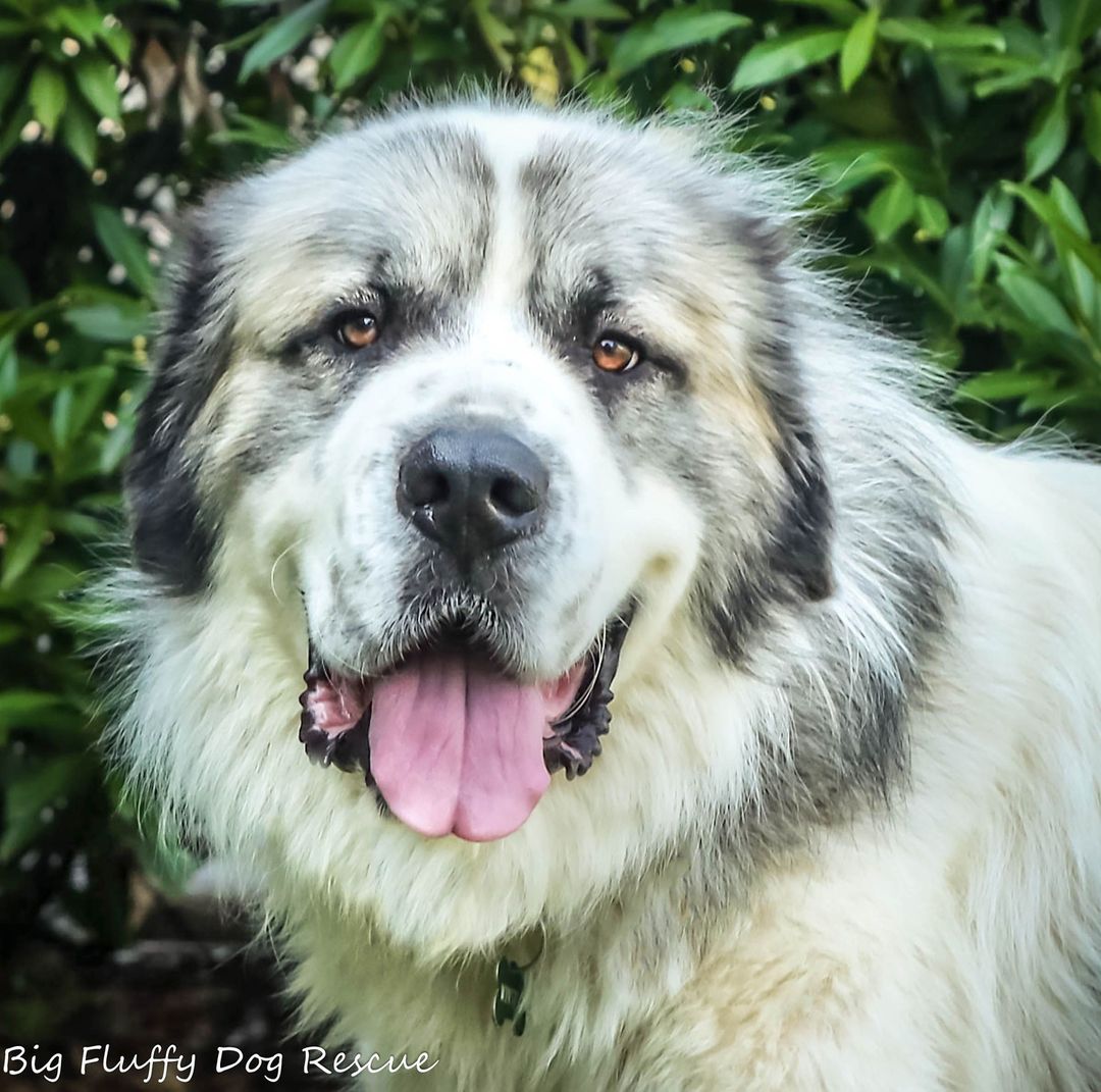 Happy weekend, kids. This handsome boy is Winston, a 3 year old, 100 pound Saint Bernard/Great Pyrenees mix. He's still a trifle thin, but we think he'll max out around 110 pounds. Winston has two speeds: slow and even slower. He is fine with dogs who are equally mellow as he simple cannot be bothered to do much that doesn't involve languorous stretching and smiling. He's fine with all people, has excellent manners and would be perfect if he liked cats (spoiler: he doesn't). ⠀
⠀
This dog is in Nashville and can go anywhere we do. Interested adopters should email  erin@bigfluffydogs.com. ⠀
⠀
Spread the word.