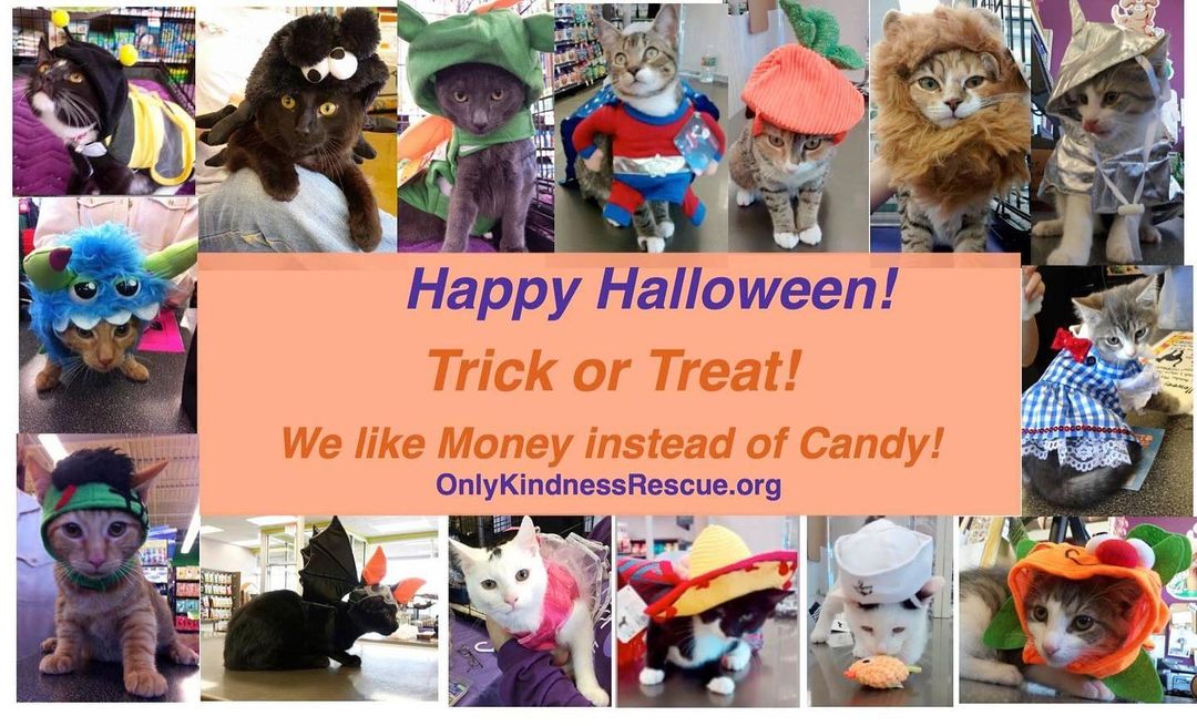 Trick or Treat 🎃🐾🐾
Please treat Only Kindness Rescue with your support to help feed the cats currently in our foster program. $5, $10, $20 ANY AMOUNT HELPS! 🎃💜

Venmo@OnlyKindnessRescue

https://www.paypal.com/donate/

Amazon Wish List http://a.co/7AvUIYu 

www.OnlyKindnessRescue.org/donate

All these babies are Only Kindness Rescue alumni who now have their very own families to treat.  Adopters, do you see your baby(s)?