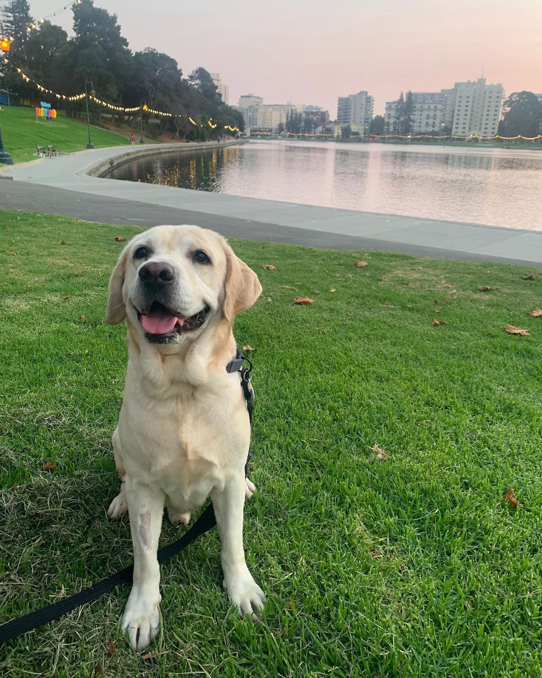 Strong, now Gobi, has found his forever home! 💕

“Gobi (FKA Strong) has been a shining light of brightness everywhere he goes! On walks, he gets the smiles from all the people, and at the dog park, he loves to take in the smells and enjoy the company of other pups. We are still working on leash manners, but he loves his snacks and treats so much that it’s usually not difficult to get his attention. He’s a retriever, so naturally, he likes to retrieve...but only on his terms. He’d rather be retrieving Dad’s sock from behind the couch over a tennis ball, but he means well. Gobi is a big dog (80 lbs!) with an even bigger heart. He’s got so much love to give and we can’t wait to give him all our love back. Thanks so much!”