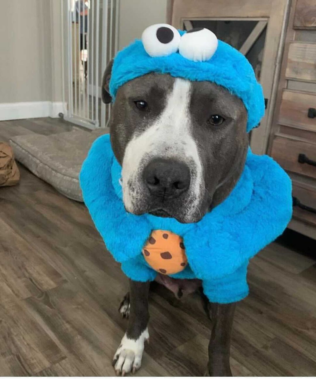 Happy Halloween! Just a few of our <a target='_blank' href='https://www.instagram.com/explore/tags/adopted/'>#adopted</a> rescues in their Halloween costumes! 🎃