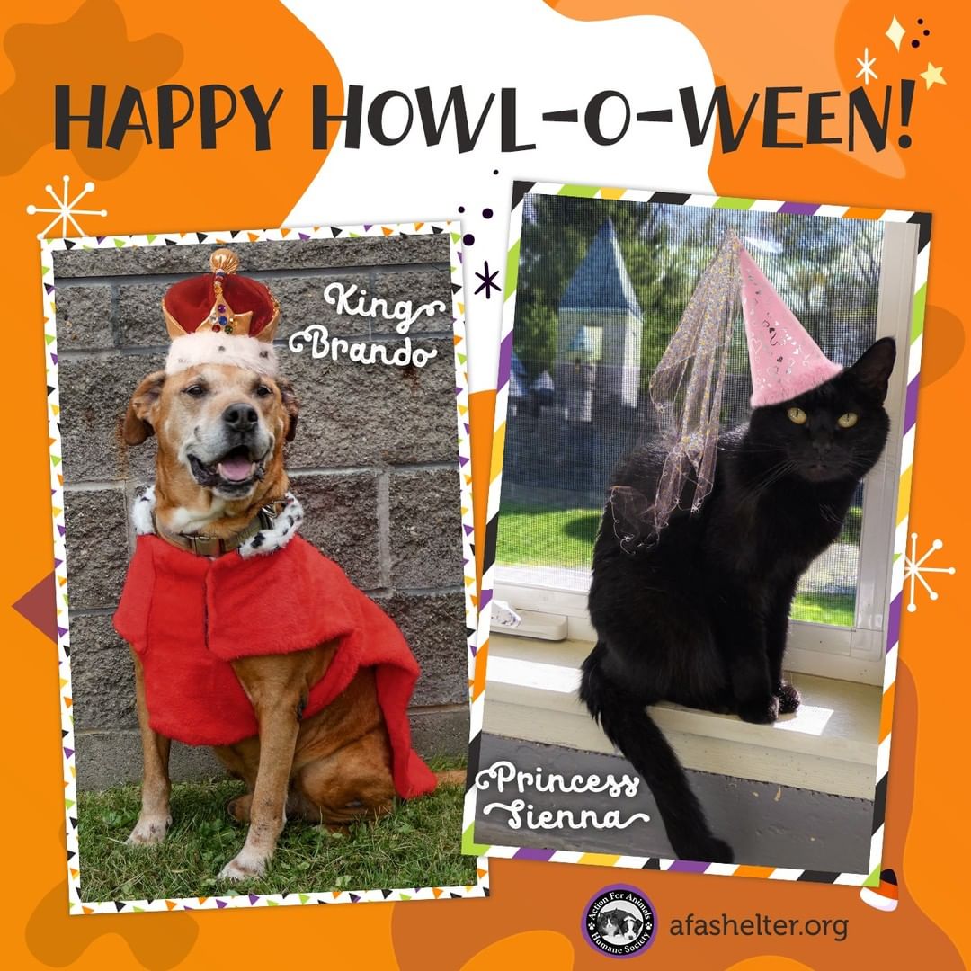 🎃 Happy Howl-O-Ween from King Brando, Princess Sienna and all the animals awaiting adoption at AFA 🐶🐱🐰 <a target='_blank' href='https://www.instagram.com/explore/tags/howloween/'>#howloween</a> <a target='_blank' href='https://www.instagram.com/explore/tags/adoptdontshop/'>#adoptdontshop</a>
