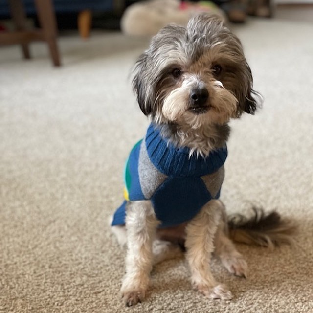 Here's an update all the way from Washington state. Chewy aka Chewbacca has made a delightful leap from Mexican street dog to Washington state man on the town.

“Hello,

“Chewy” (Chewbacca) says hello!  He has adjusted well, lots of big meals and naps.  Gets along great with the boys and loves walks on the beach!  Getting used to the weather in Washington state.  Thanks again!!”

Keep the updates coming, send them to barbsdogrescue@gmail.com